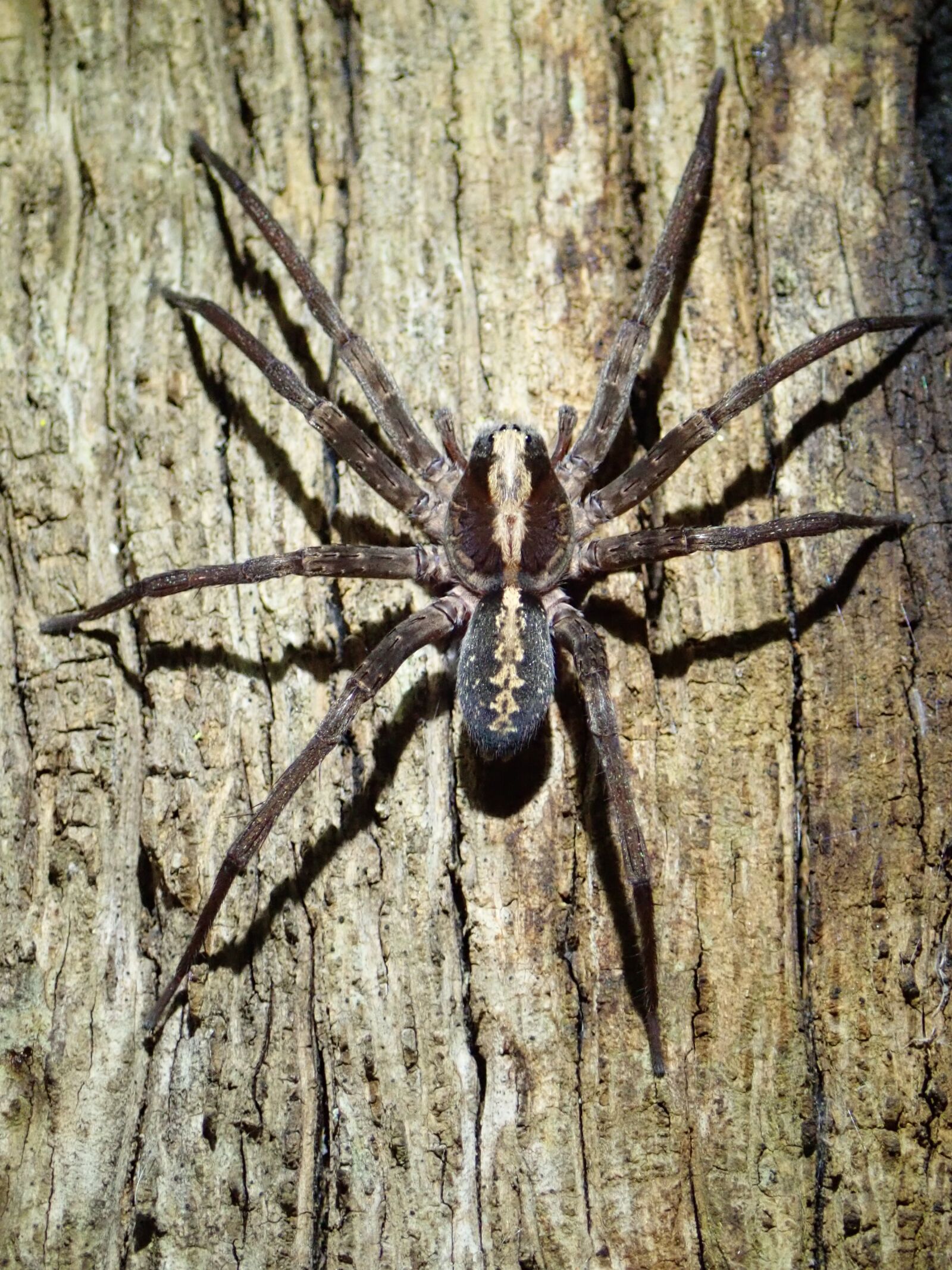 Olympus TG-5 sample photo. Spider, tropical, wolf spider photography