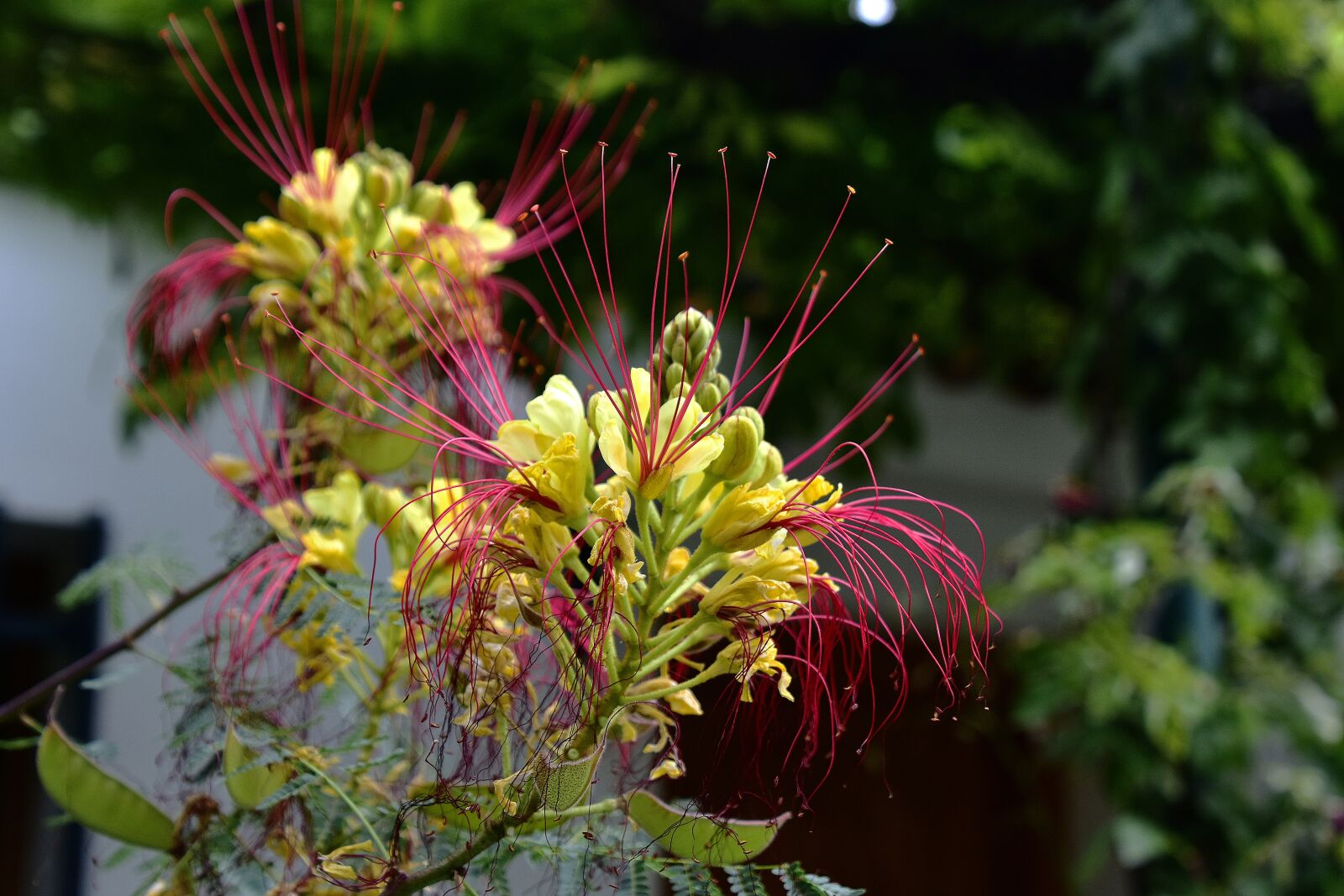Nikon D7200 sample photo. Flower, garden, plant photography