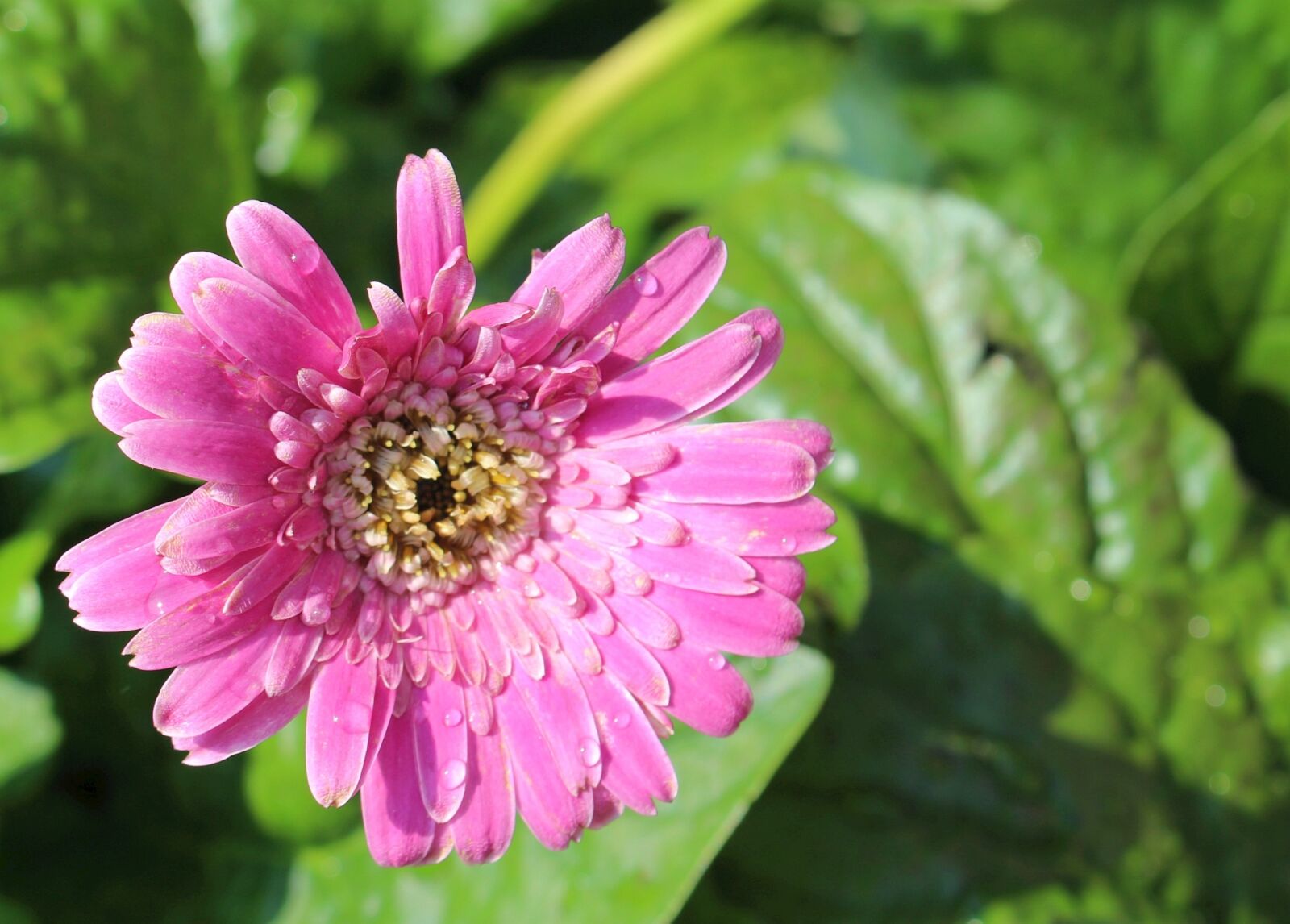 Canon EOS 700D (EOS Rebel T5i / EOS Kiss X7i) sample photo. Plants, flower, gerbera photography