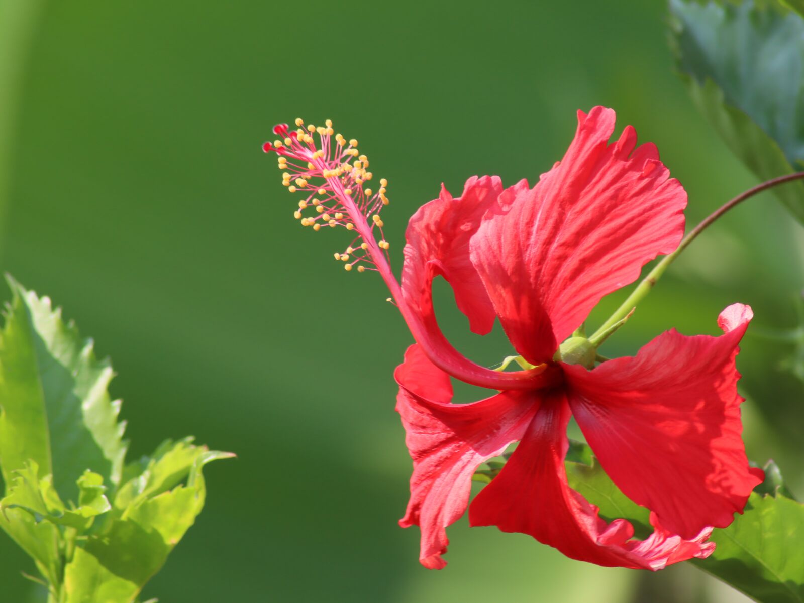 Canon EOS M50 (EOS Kiss M) sample photo. Red, hibiscus, flower photography
