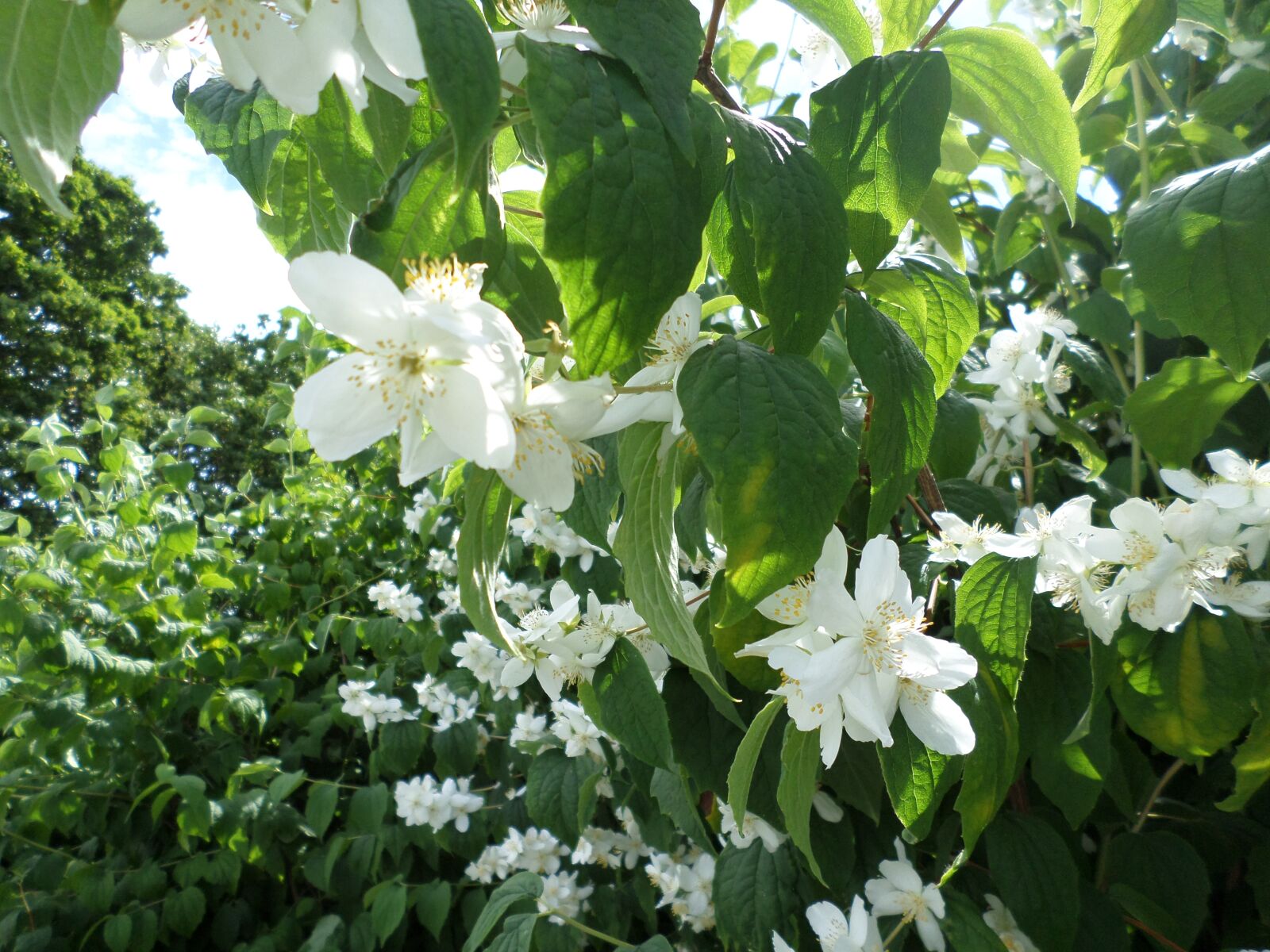 Samsung DV150F/DV151F/DV155F sample photo. Flowers, wood, luxuriance photography