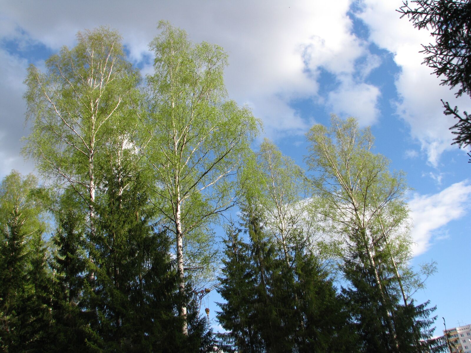 Canon POWERSHOT S5 IS sample photo. Spring, blue sky, clouds photography