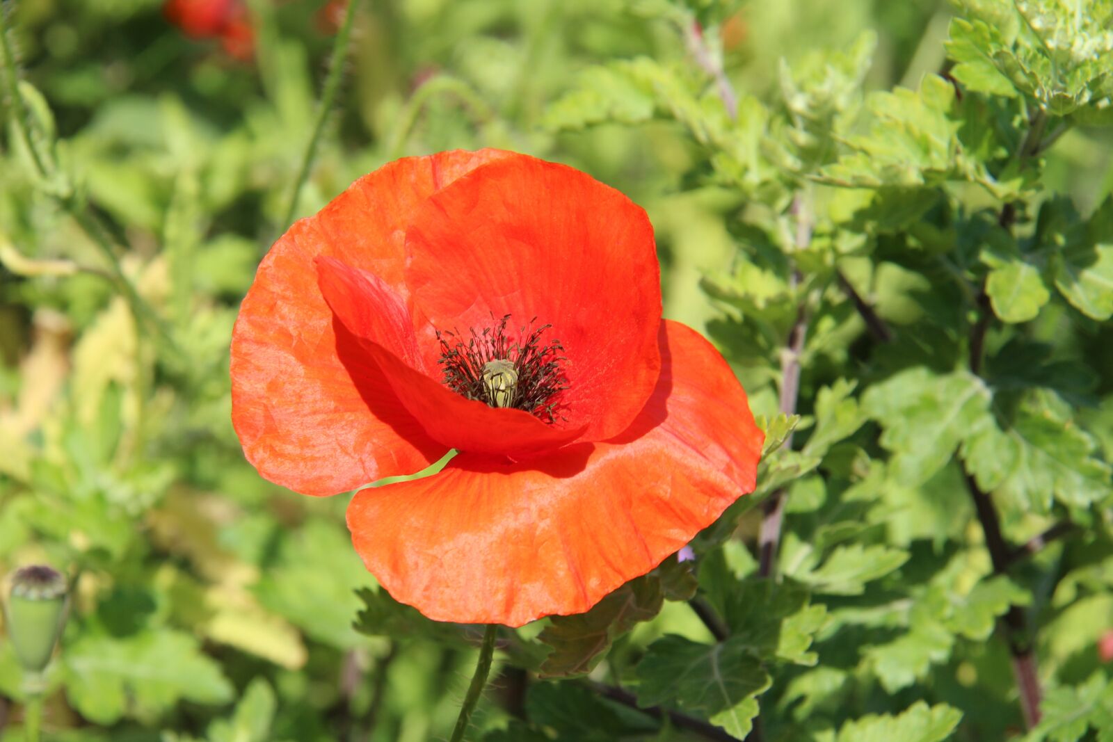 Canon EOS 1300D (EOS Rebel T6 / EOS Kiss X80) + Canon EF-S 18-200mm F3.5-5.6 IS sample photo. Red, poppy, definition photography