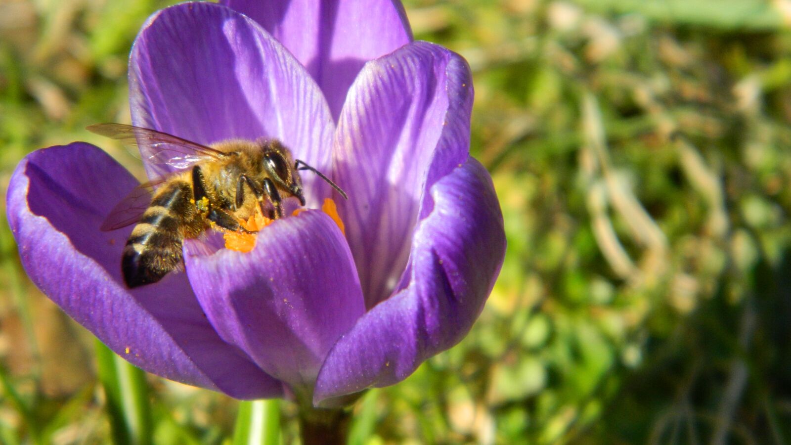 Nikon Coolpix L120 sample photo. Crocus, purple, flower photography