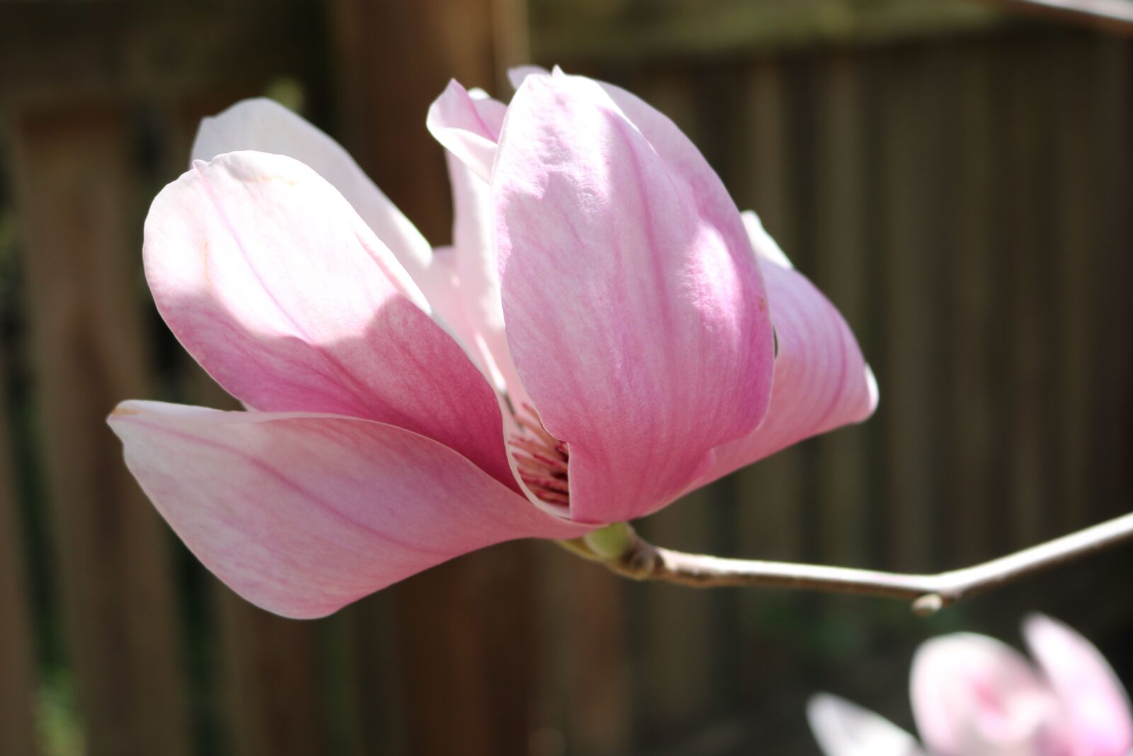 Canon EOS 750D (EOS Rebel T6i / EOS Kiss X8i) sample photo. Flower, nature, flora photography