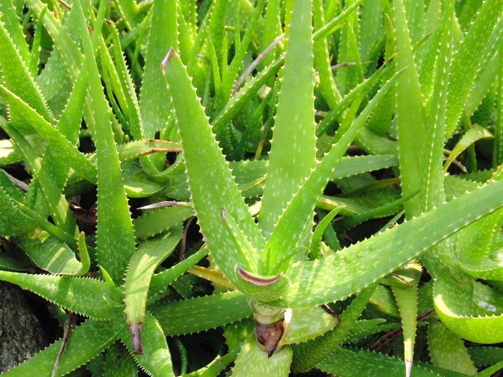 CASIO EX-FC100 sample photo. Aloe, succulent plant, succulent photography