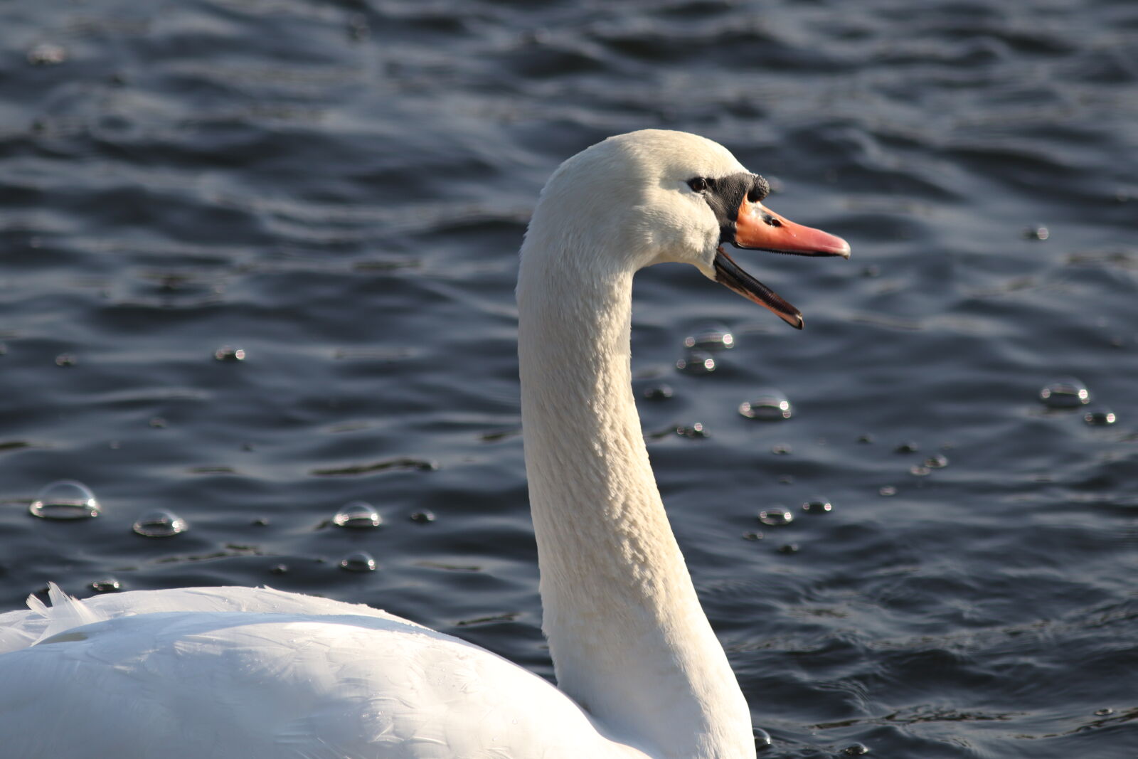 Canon EF 300mm F4L IS USM sample photo