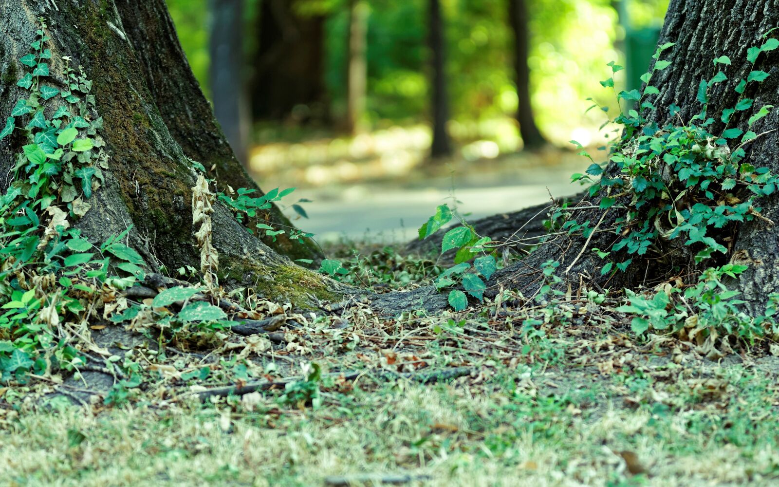 Nikon D5300 sample photo. Nature, trees, trunks photography