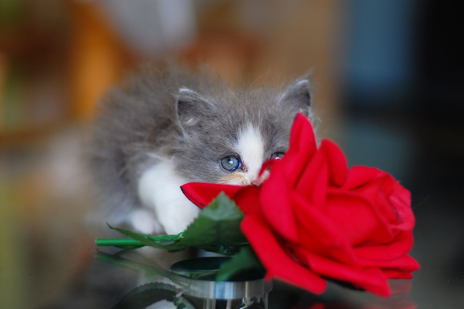 Nikon D40 sample photo. Cat, kitten, jam photography