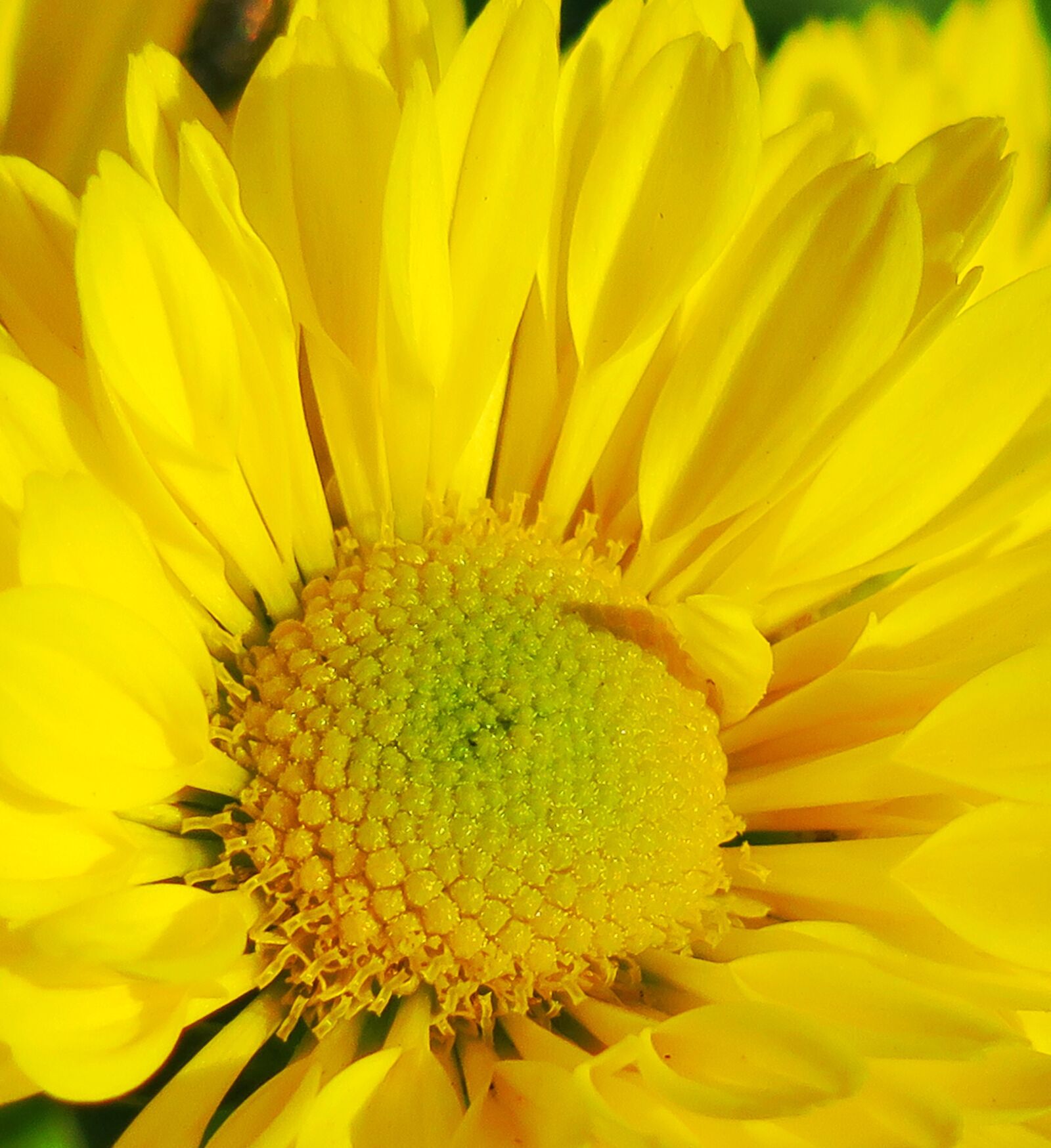 Canon PowerShot G3 X sample photo. Flower, nature, plant photography