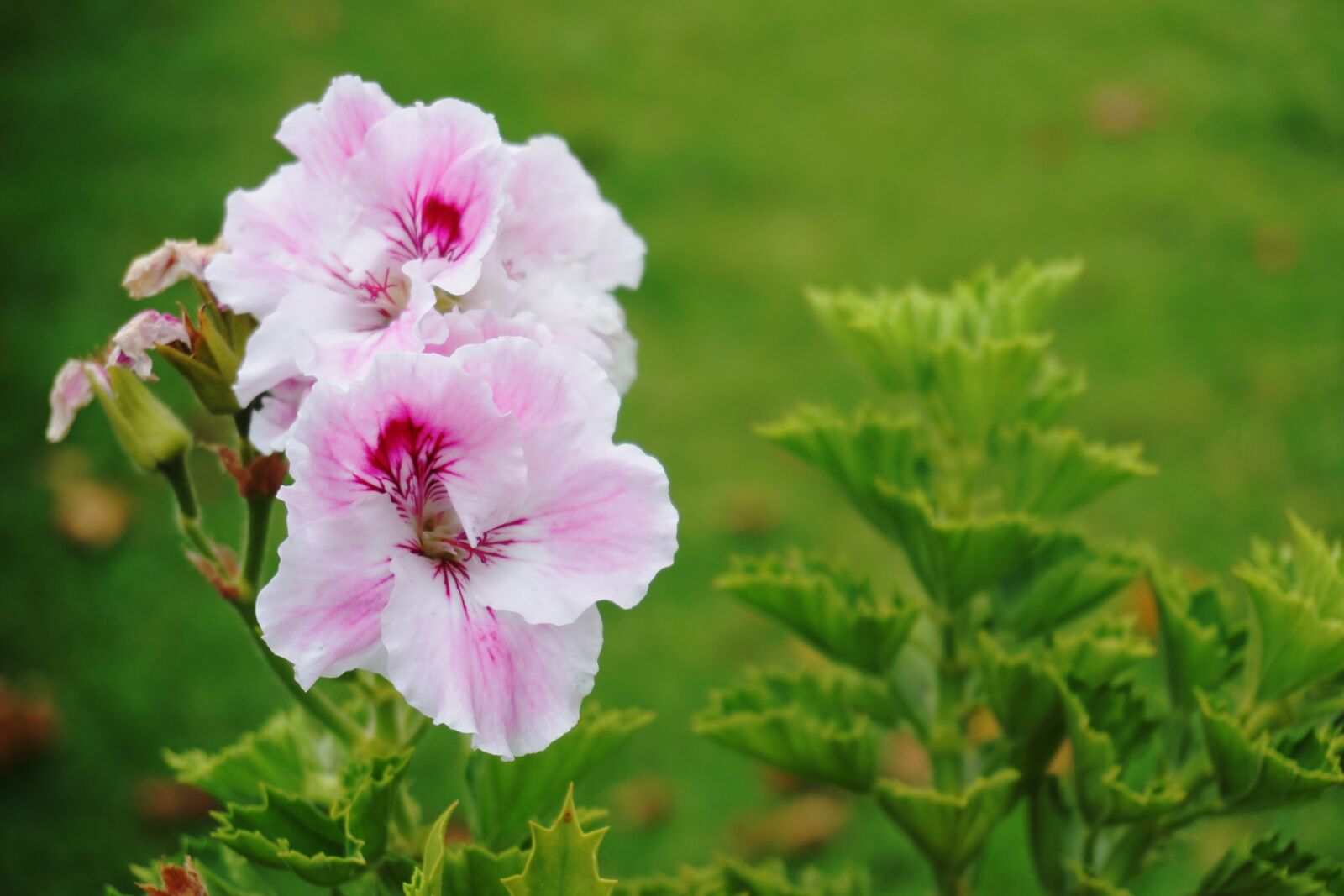 Sony a6000 sample photo. Flower, fresh, green photography