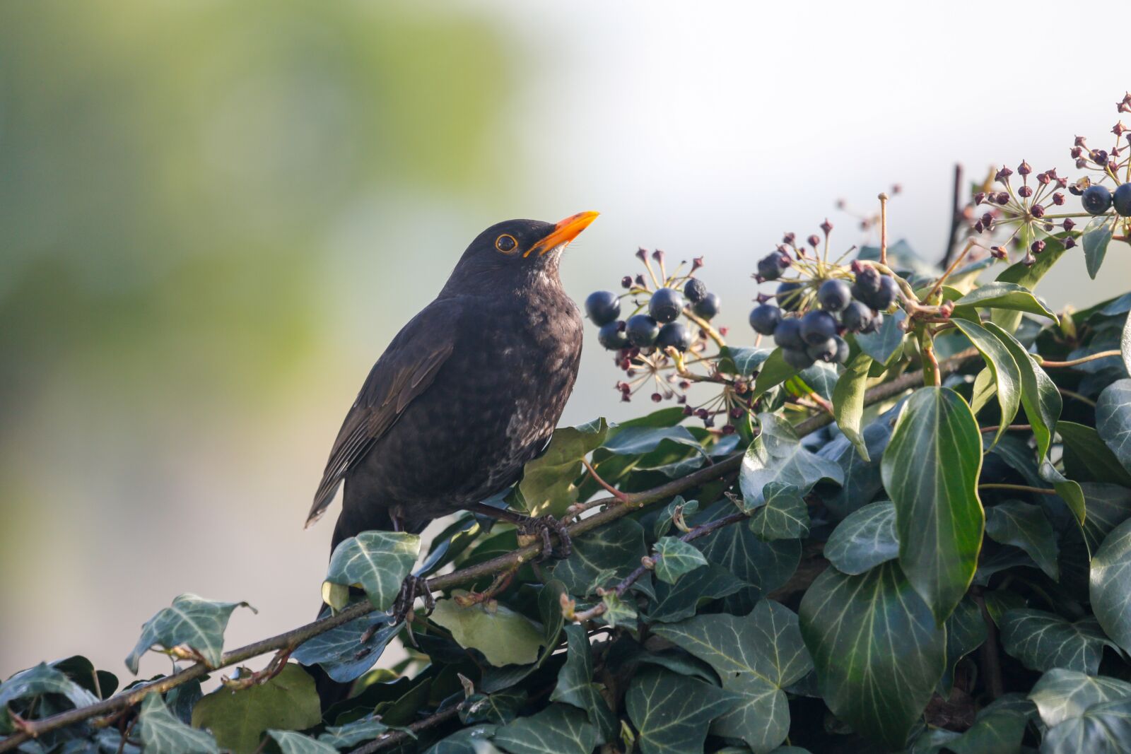 Canon EF 100-400mm F4.5-5.6L IS USM sample photo. Blackbird, bird, black photography