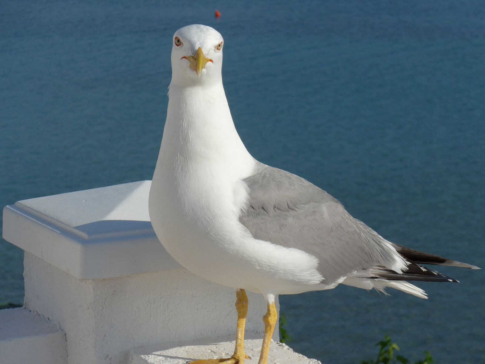 Panasonic Lumix DMC-LF1 sample photo. Bird, seagull, animal world photography