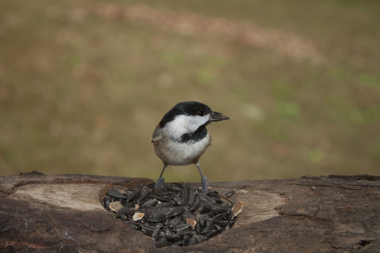 Canon EOS 500D (EOS Rebel T1i / EOS Kiss X3) sample photo. Carolina chickadee, bird, chickadee photography