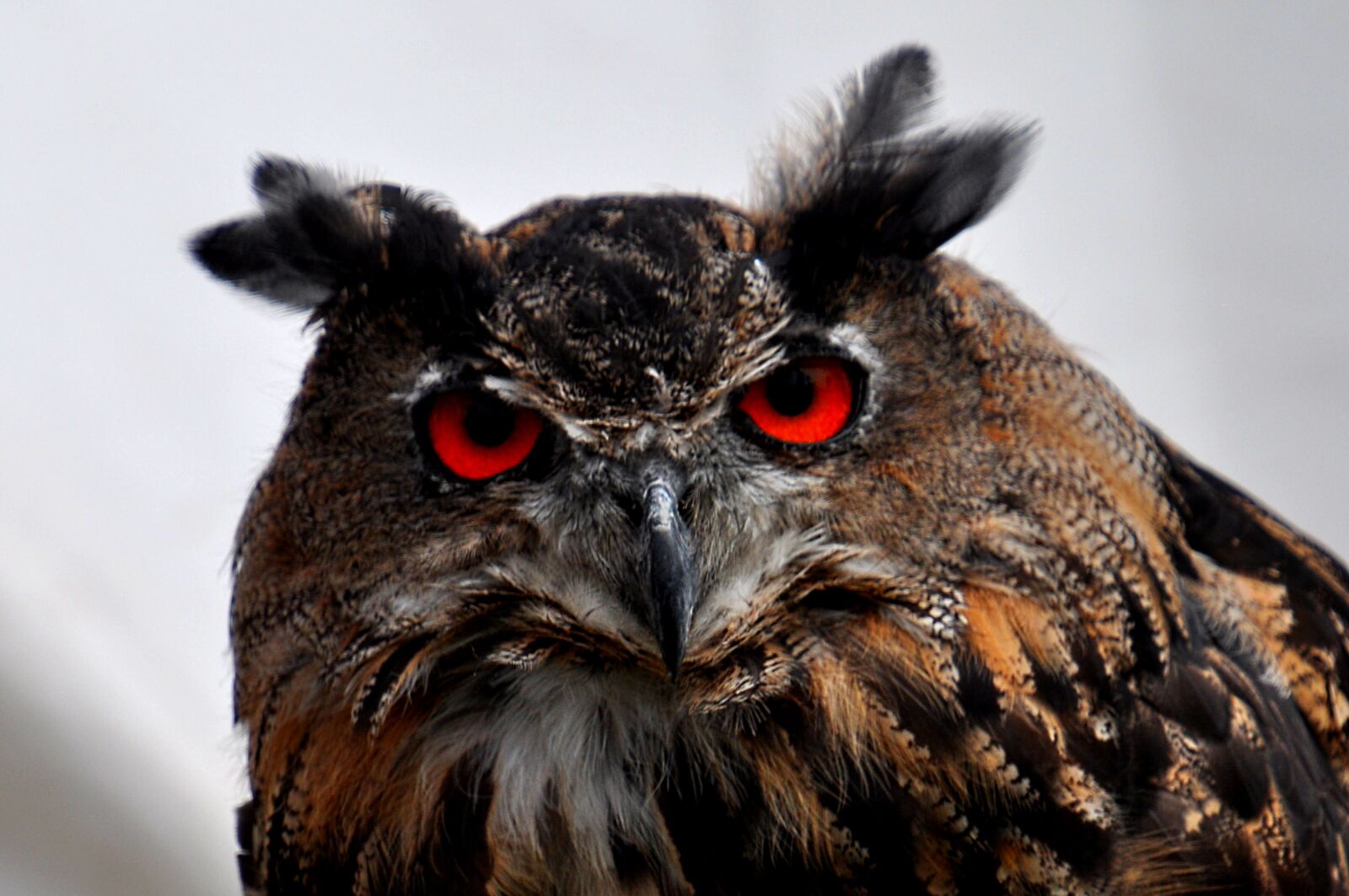 Nikon D5000 sample photo. Owls, pharaoh eagle owl photography