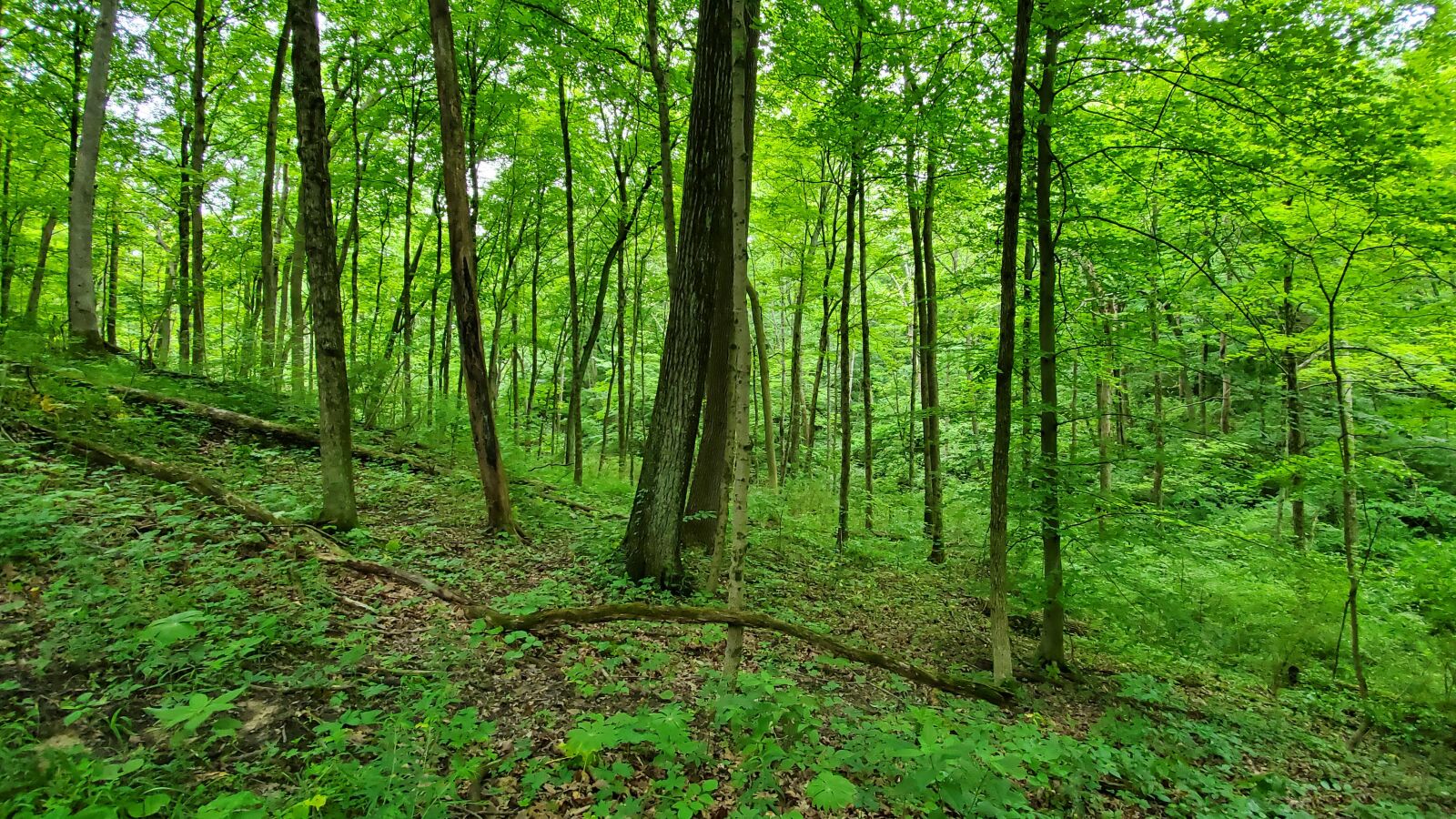 Samsung Galaxy S10 sample photo. Forest, tree, woods photography