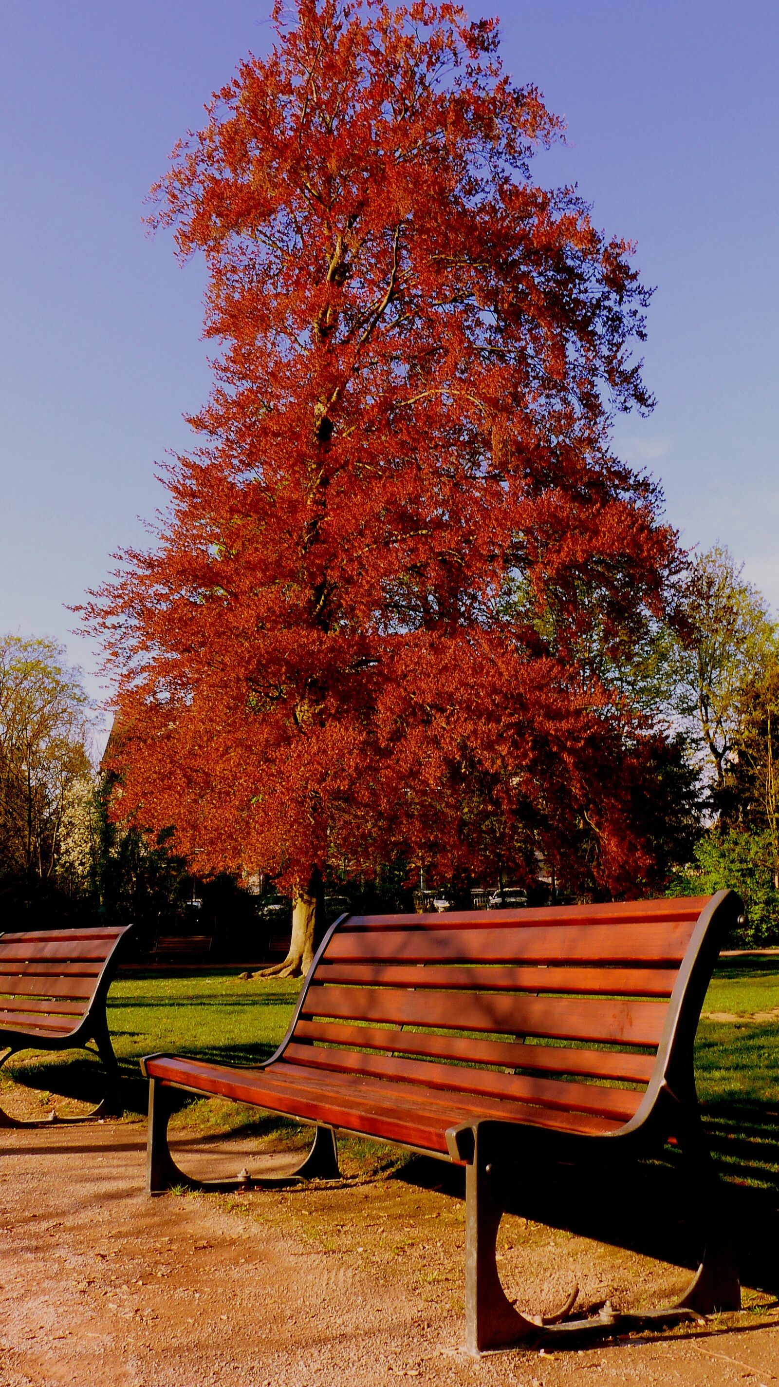 Panasonic Lumix DMC-FZ200 sample photo. Tree, park, wood photography