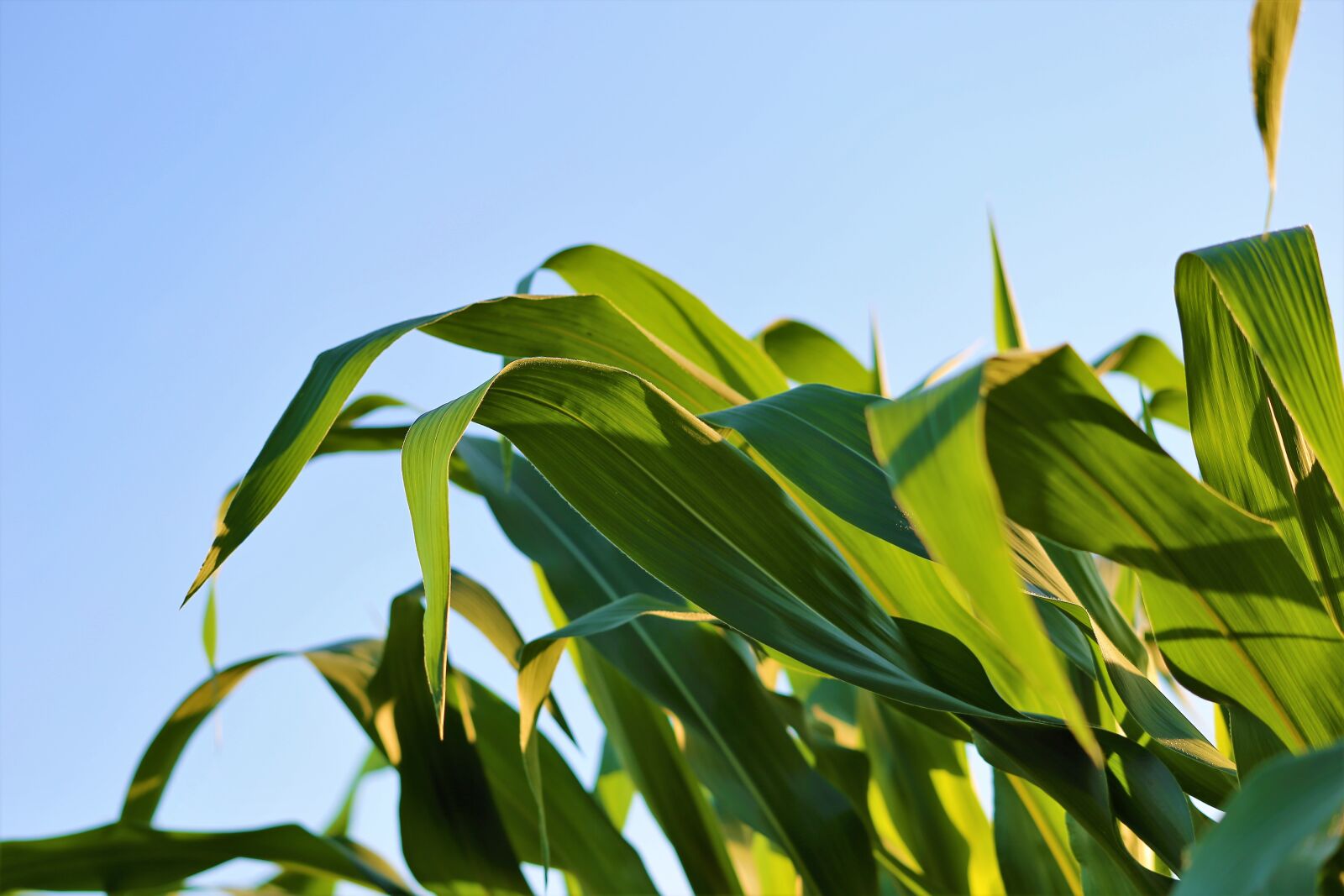 Canon EF 70-300 F4-5.6 IS II USM sample photo. Agriculture, corn, plant photography