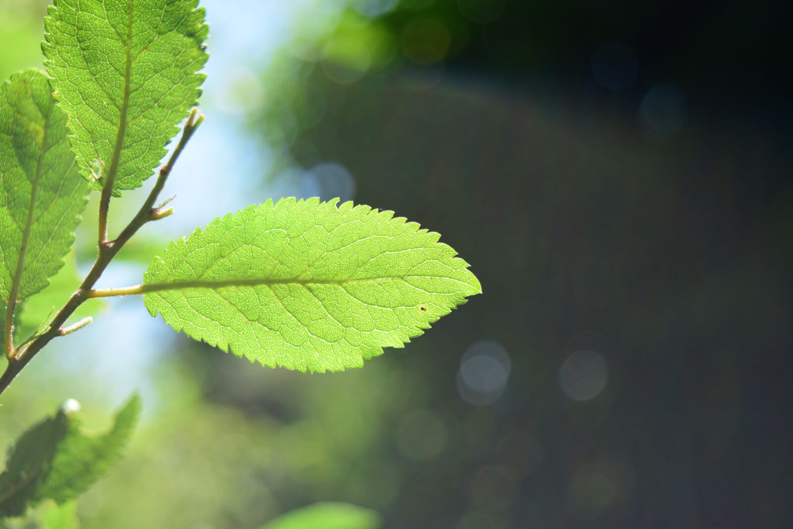 Nikon D3300 sample photo. Leaves, light, green photography