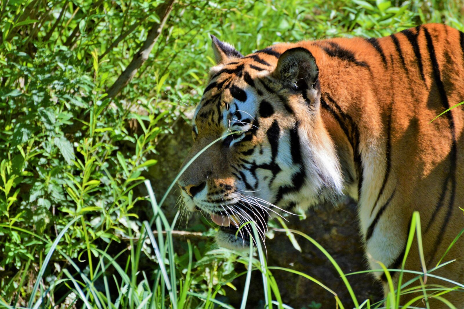 Nikon D3200 sample photo. Tiger, big cat, predator photography