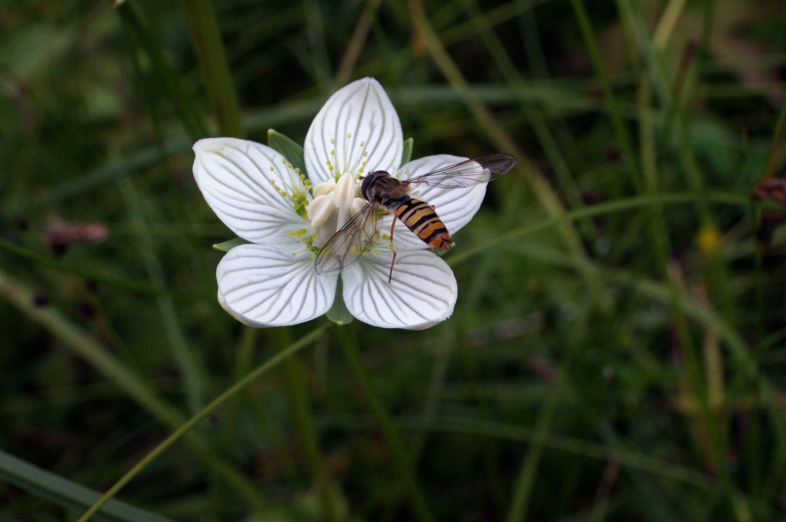 Sony SLT-A35 sample photo. Swamp sweetheart, parnassia palustris photography