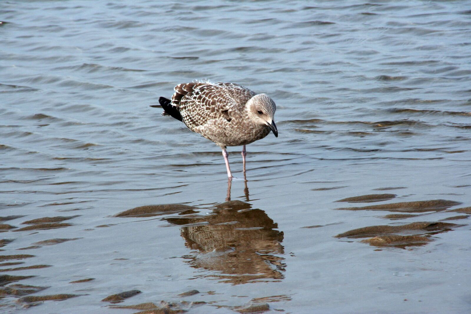 Canon EOS 350D (EOS Digital Rebel XT / EOS Kiss Digital N) sample photo. Bird, fauna, body of photography