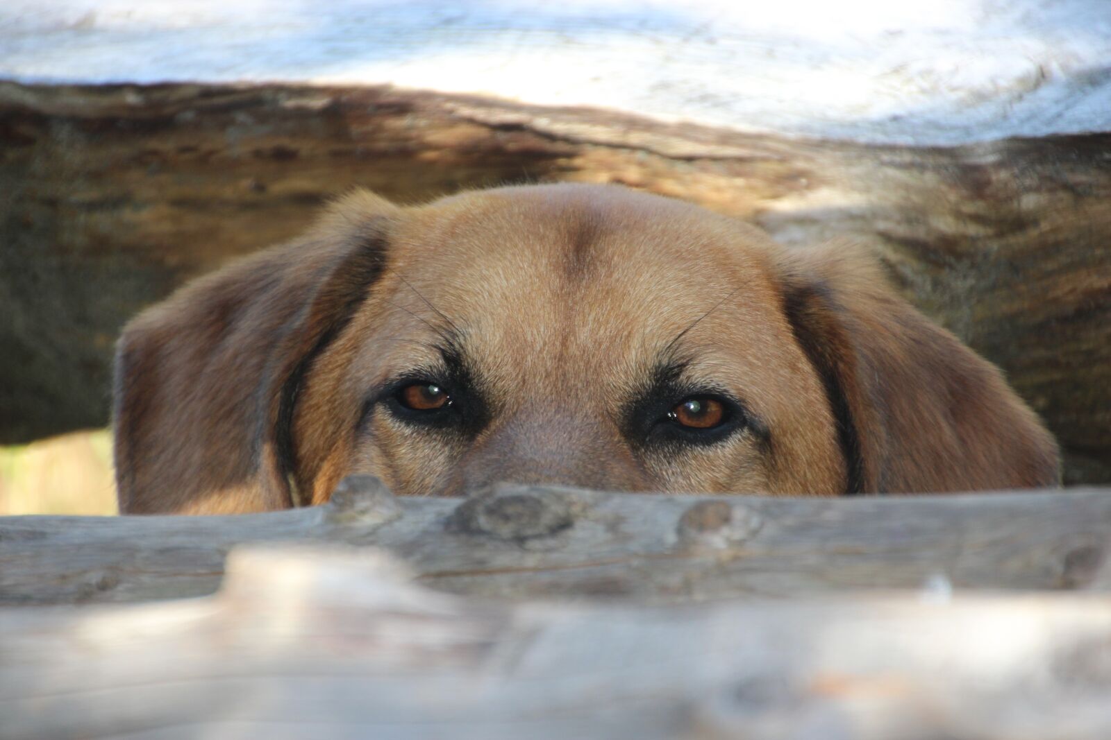 Canon EOS 700D (EOS Rebel T5i / EOS Kiss X7i) sample photo. Dog, head, view photography