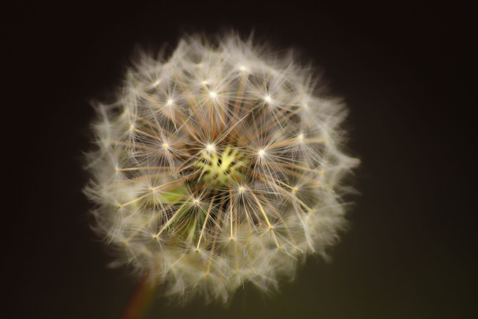 Canon EOS 600D (Rebel EOS T3i / EOS Kiss X5) sample photo. Dandelion, seed, flower photography