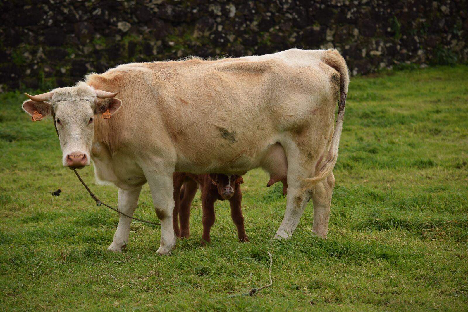 Nikon D3300 sample photo. Calf, mother, cow photography