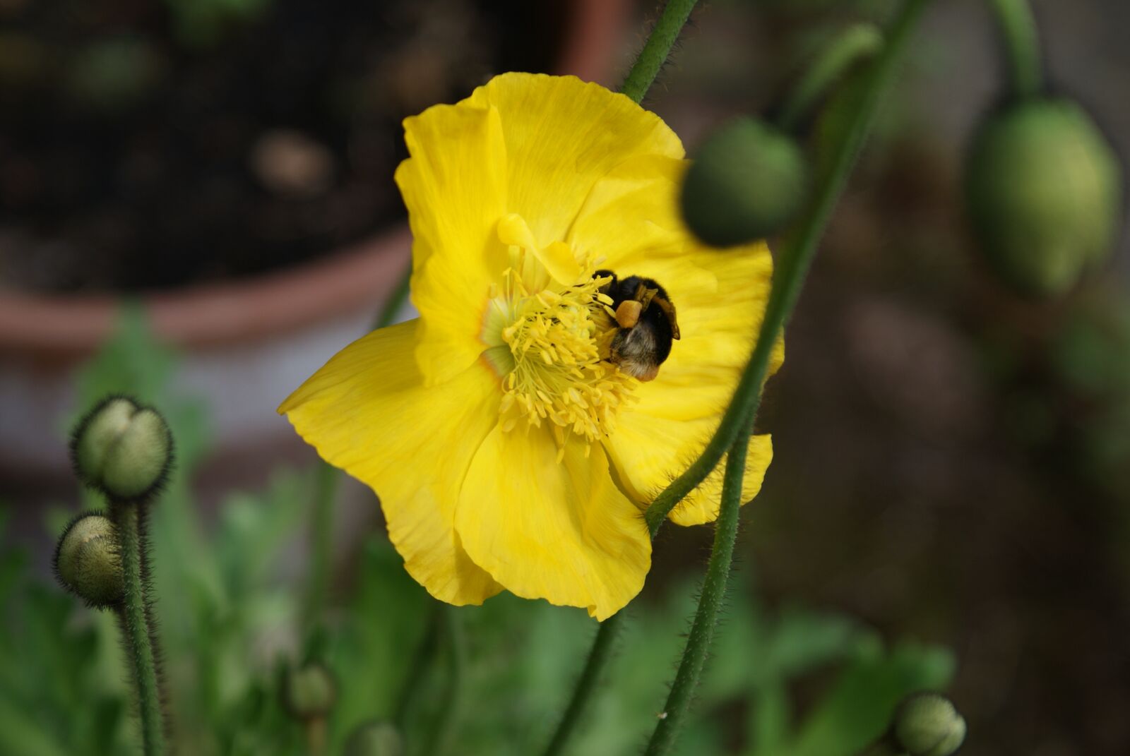 Sony Alpha DSLR-A200 sample photo. Poppy, yellow, bloom photography