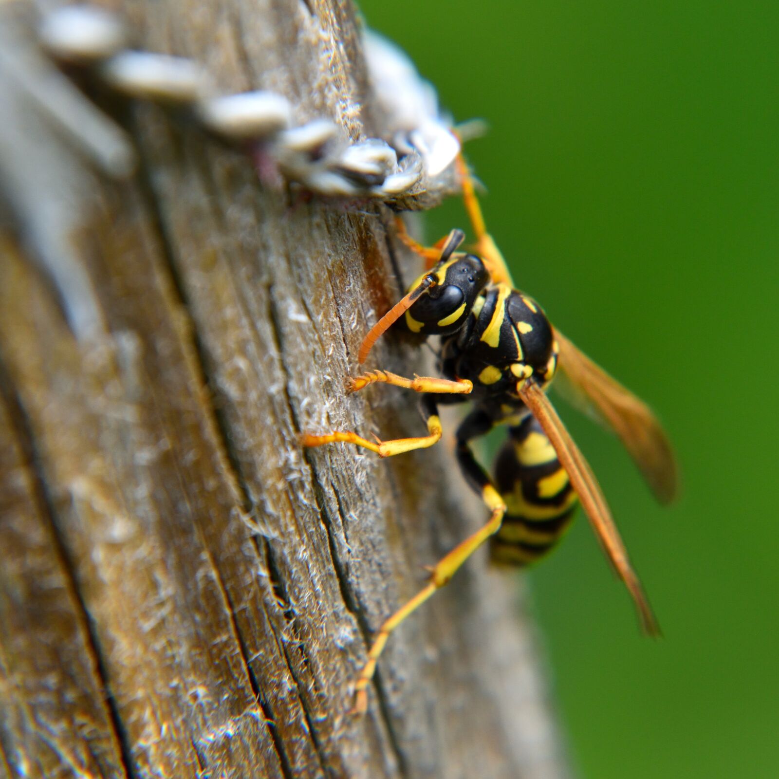 Nikon D5500 sample photo. Wasp, insect, nature photography