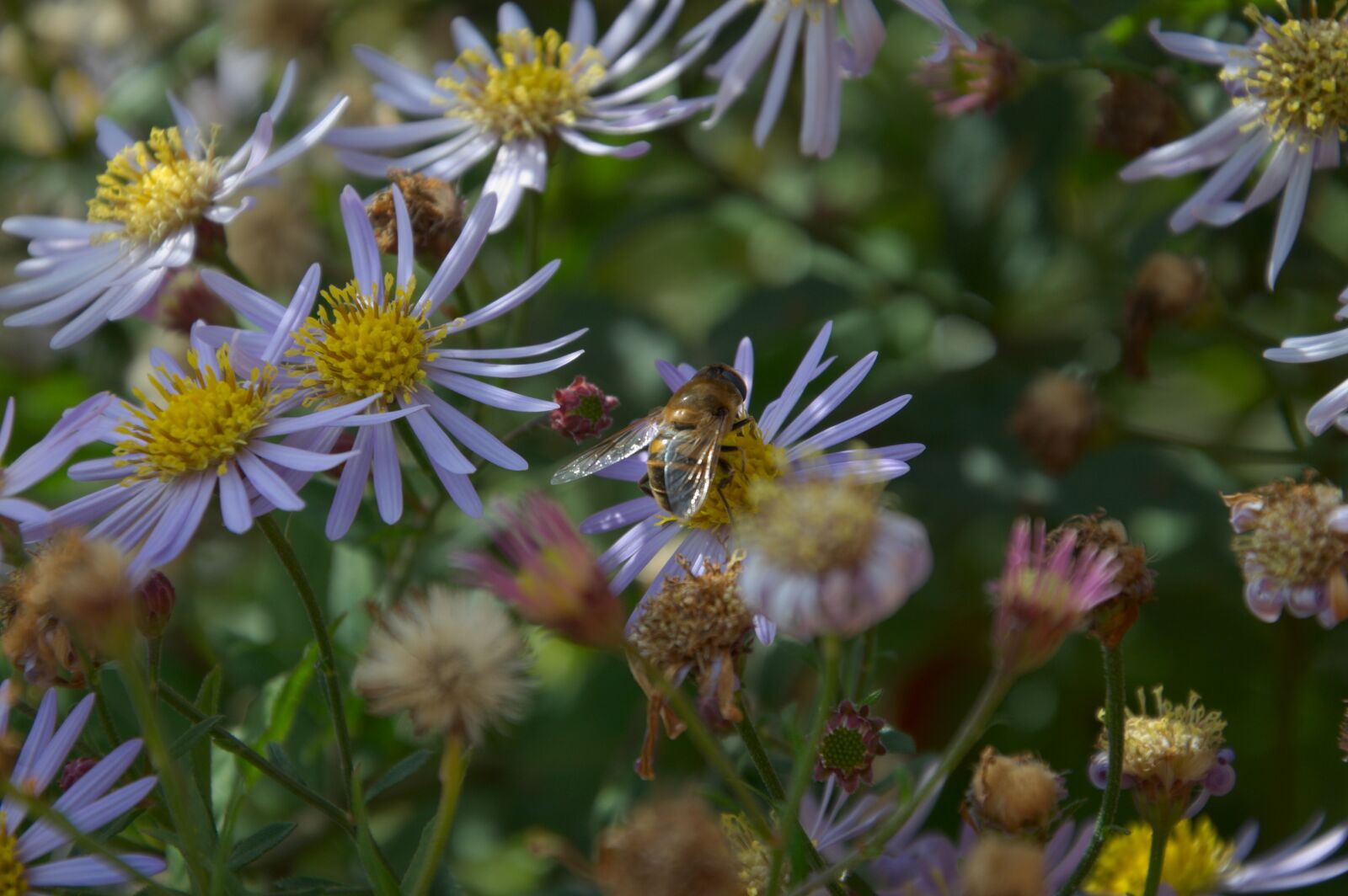 Nikon D5000 sample photo. Autumn, flowers, fly photography