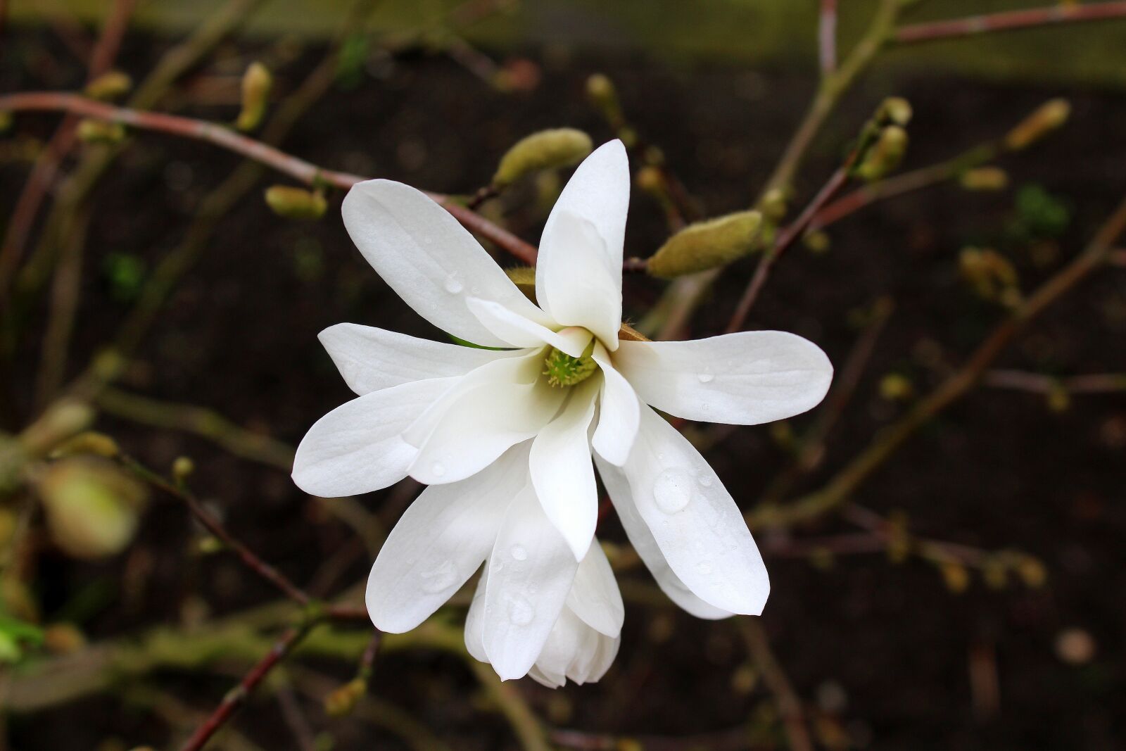 Canon EOS 1200D (EOS Rebel T5 / EOS Kiss X70 / EOS Hi) sample photo. Magnolia, bush, white flower photography