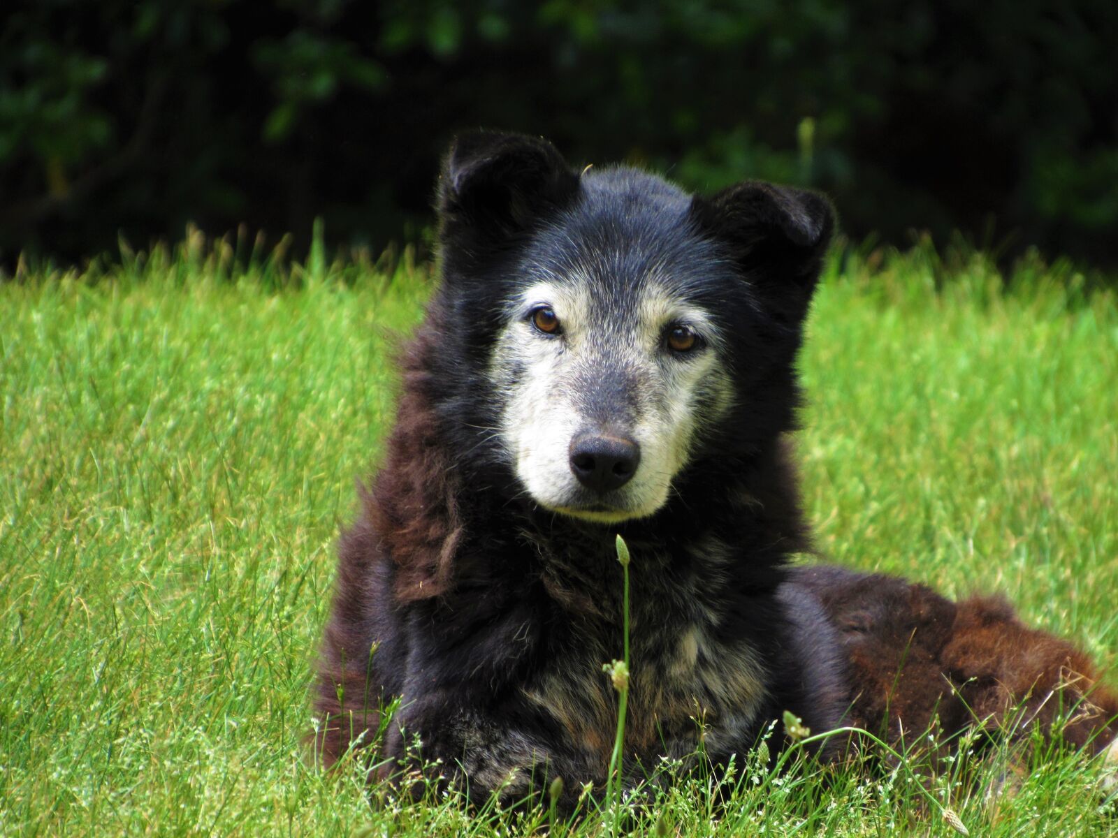 Old dog. Собака Евдоким. Собака старше 5 лет.