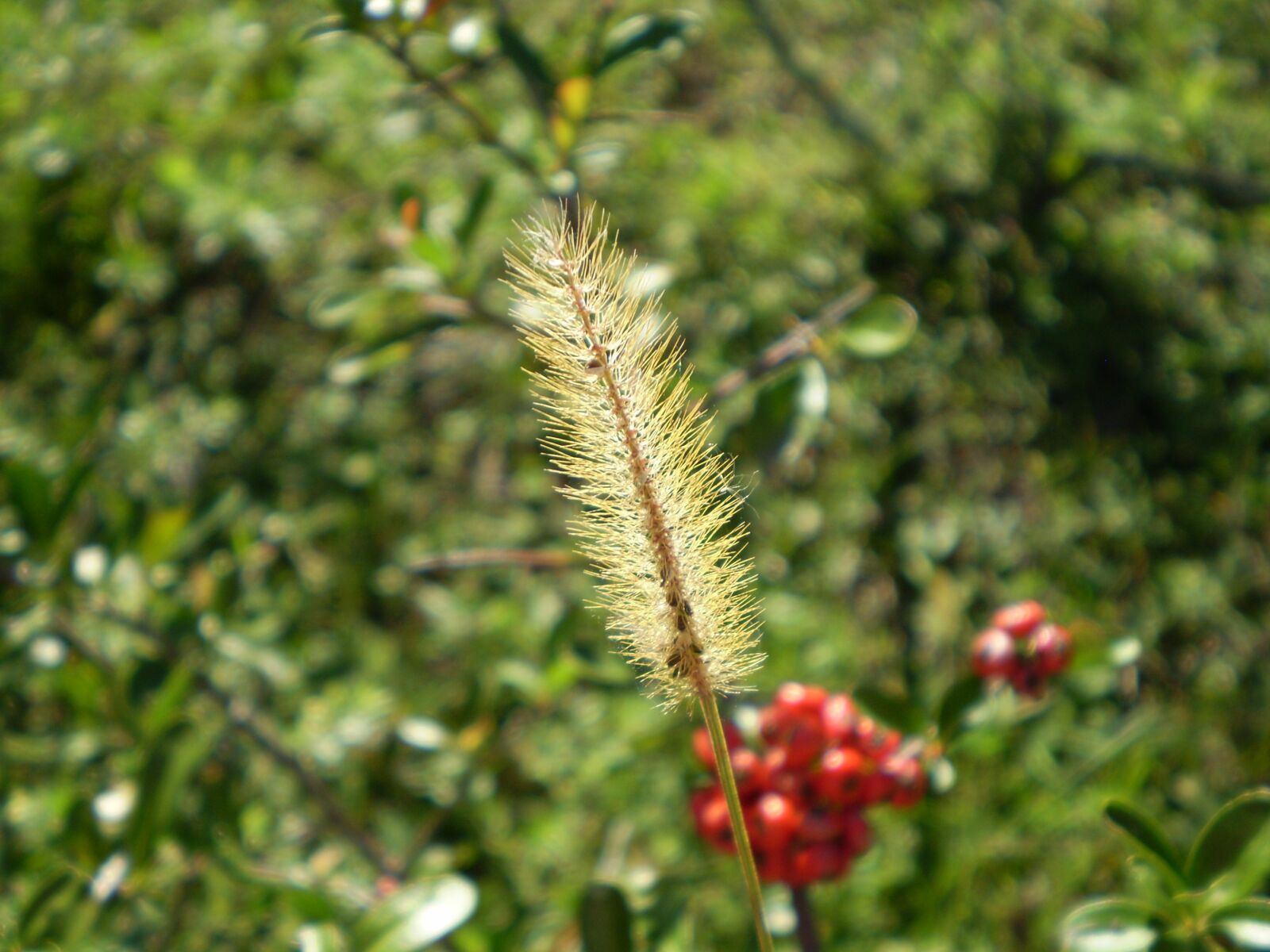 Olympus FE210,X775 sample photo. Grass, floral, wild photography