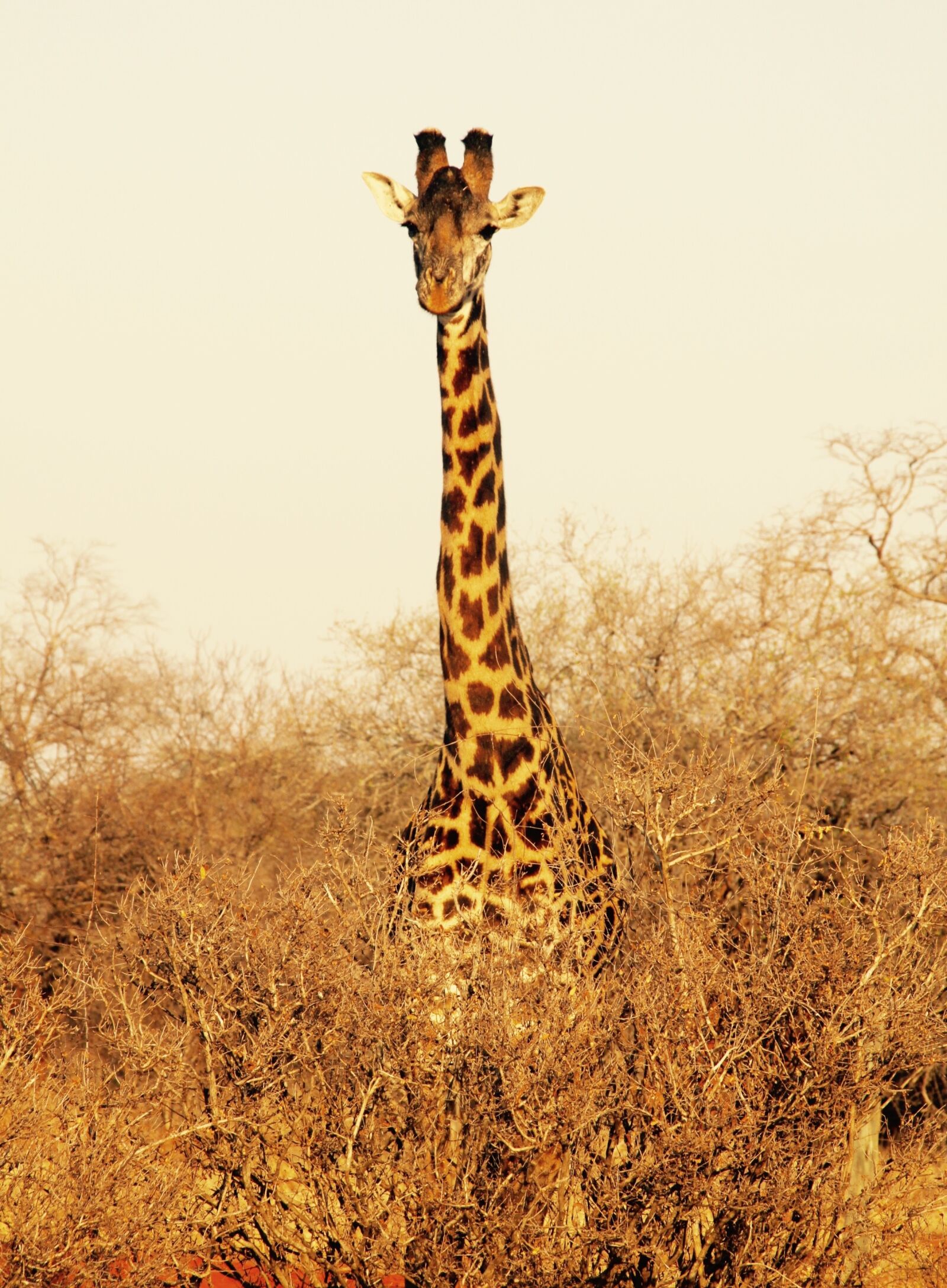 Canon EOS 500D (EOS Rebel T1i / EOS Kiss X3) sample photo. Giraffe, kenya, tsavo west photography