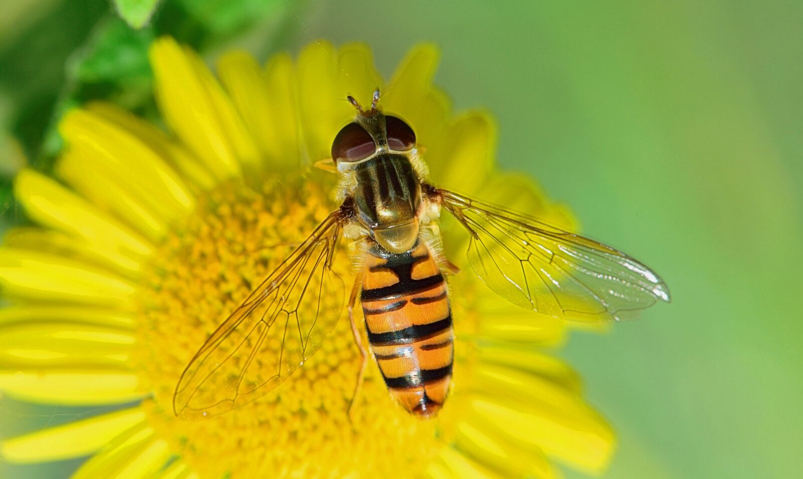 Nikon D5300 sample photo. Nature, fly, insects photography