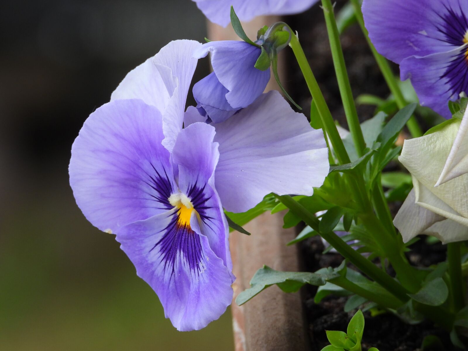 Nikon Coolpix P1000 sample photo. Pansy, flowers, pansies photography