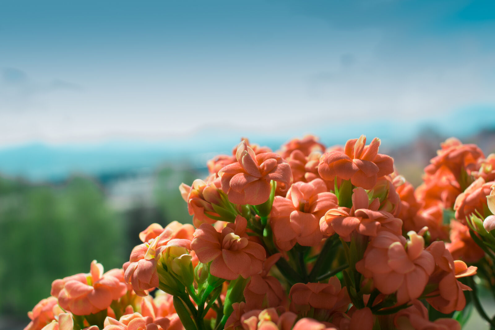Canon EF-S 24mm F2.8 STM sample photo. Red, flowers photography
