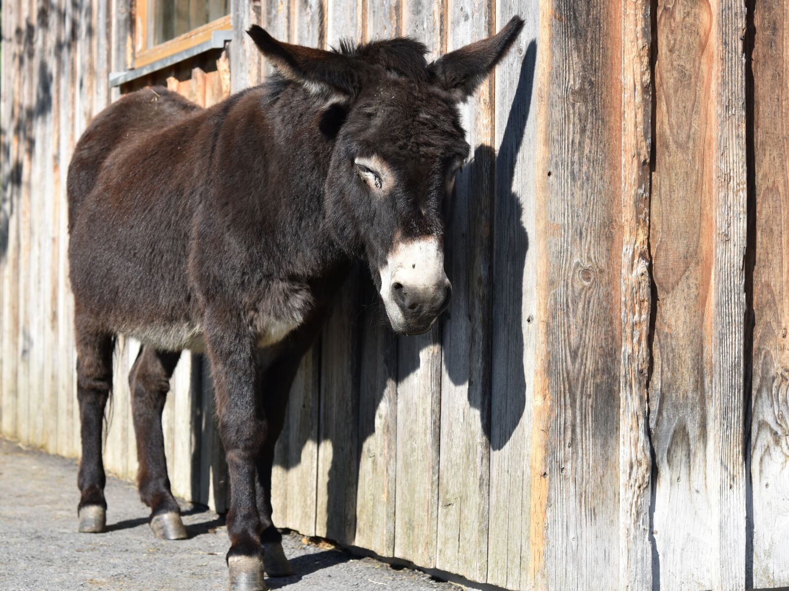 Nikon D750 sample photo. Donkey, pregnant, offside photography