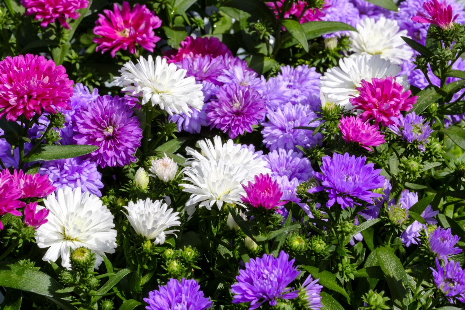 Fujifilm X-T2 + Fujifilm XF 80mm F2.8 R LM OIS WR Macro sample photo. Asters, dwarf asters, composites photography