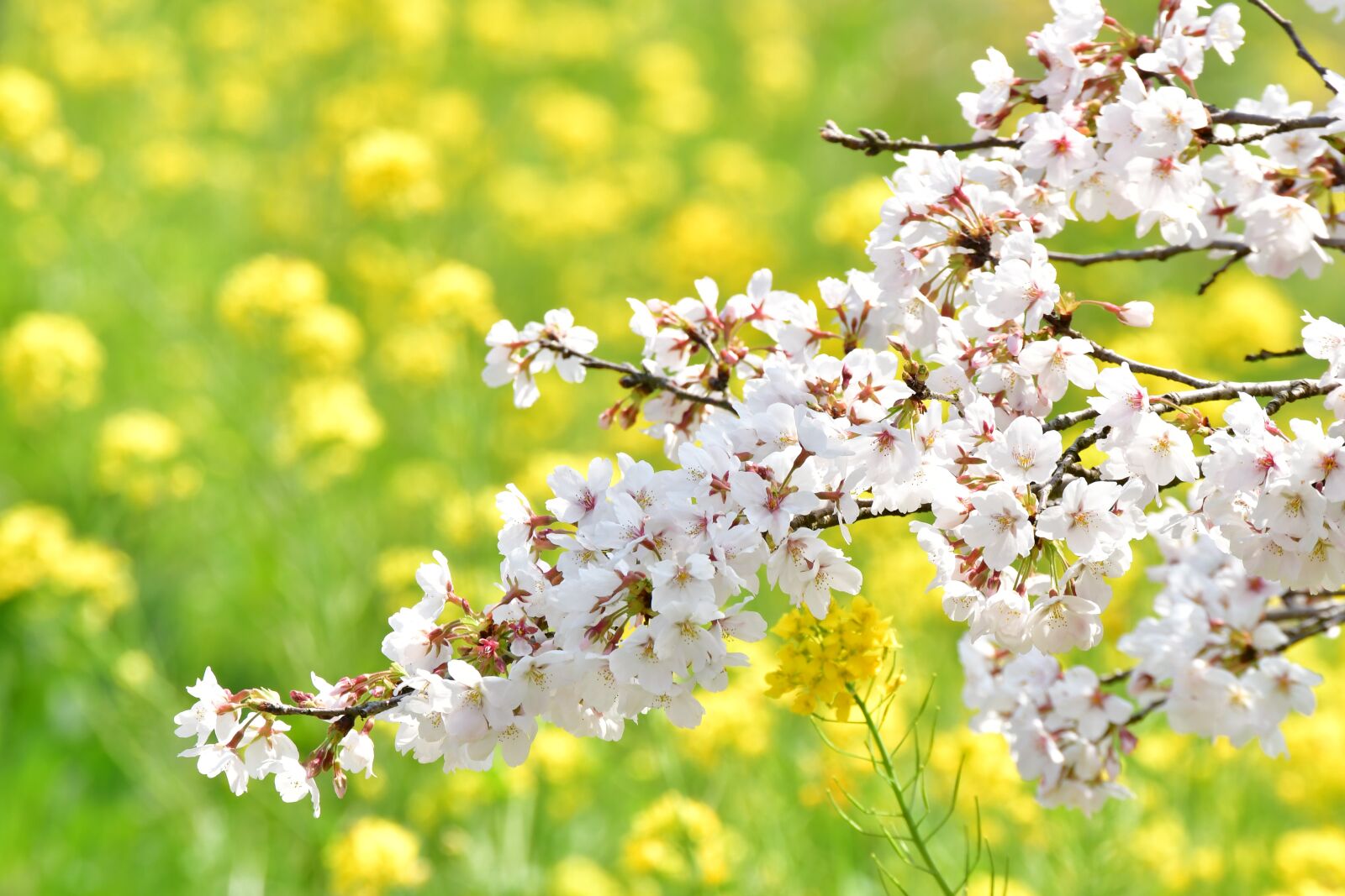 Nikon D500 sample photo. Cherry blossoms, rape blossoms photography