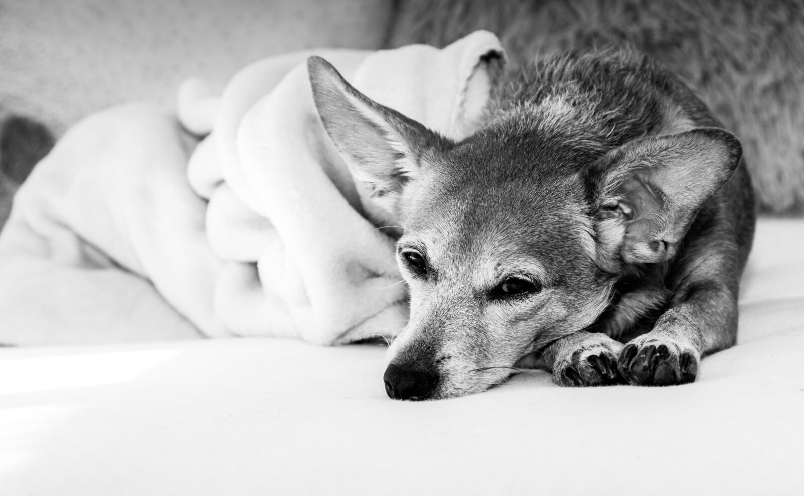Canon EOS 80D sample photo. Dog, animal, pet photography
