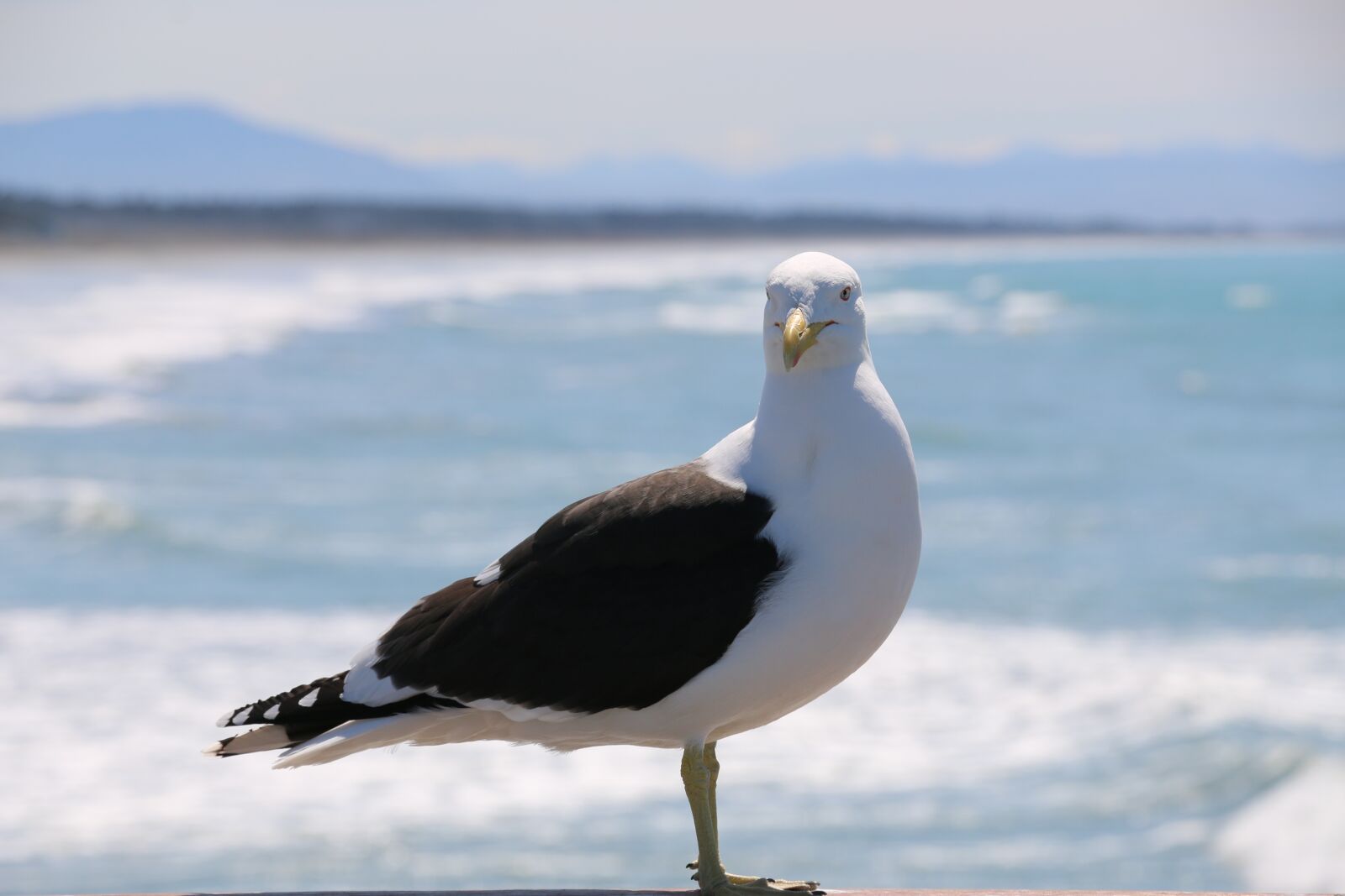 Canon EOS 70D sample photo. Bird, beach, seagull photography