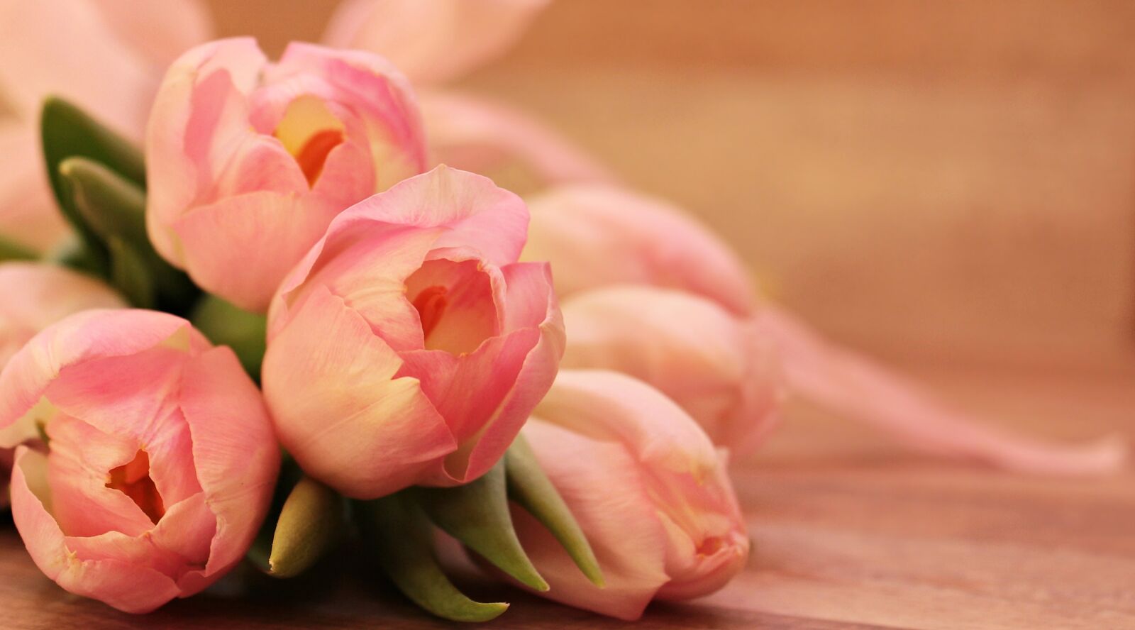 Canon EOS 550D (EOS Rebel T2i / EOS Kiss X4) sample photo. Tulips, tulipa, flowers photography