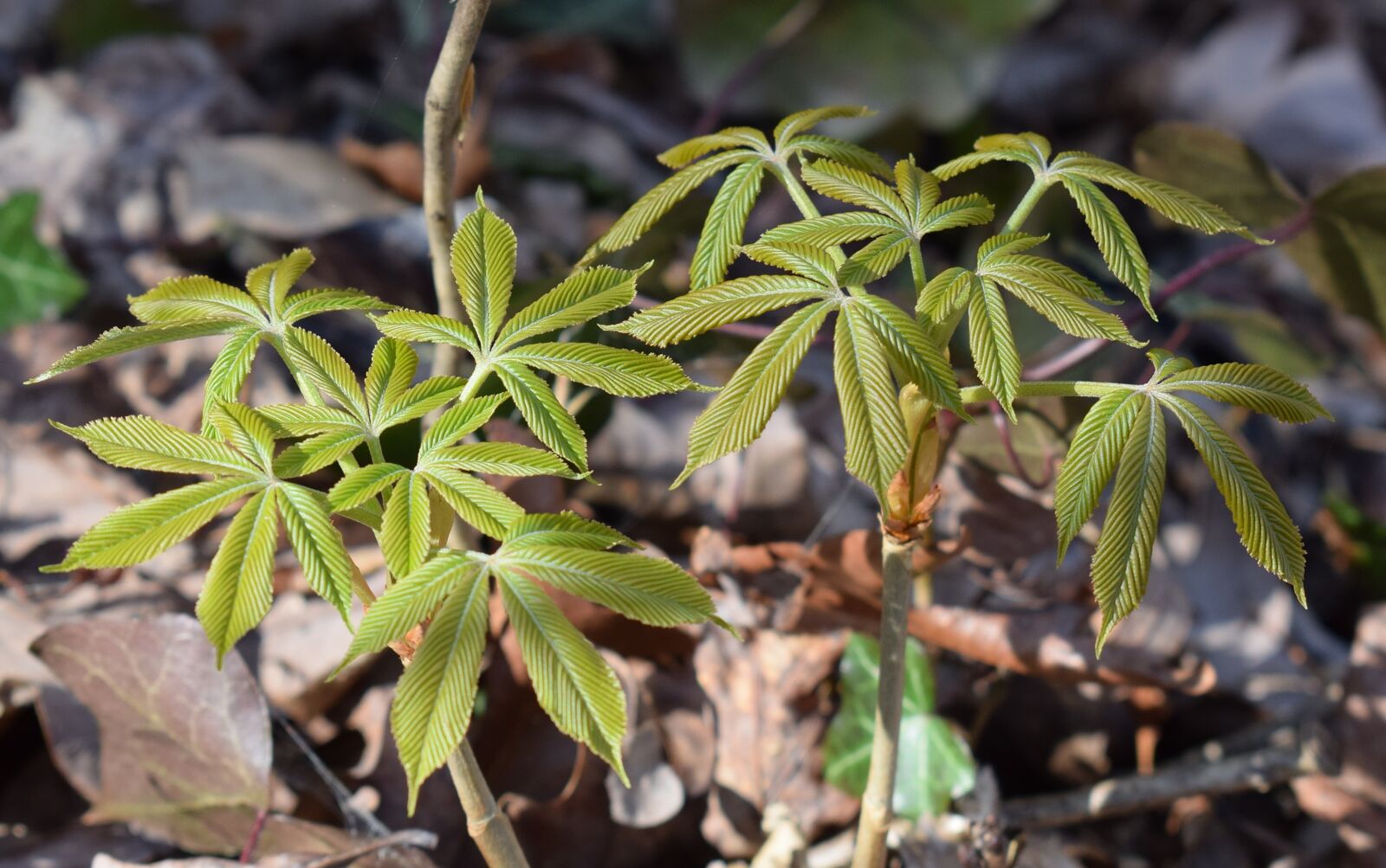 Nikon D3300 sample photo. Japanese chestnut leaves open photography
