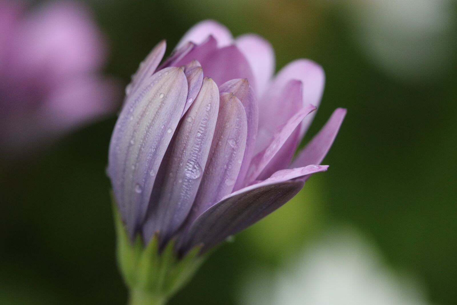 Canon EOS 70D + Canon EF 100mm F2.8 Macro USM sample photo. Pink, purple, flower photography