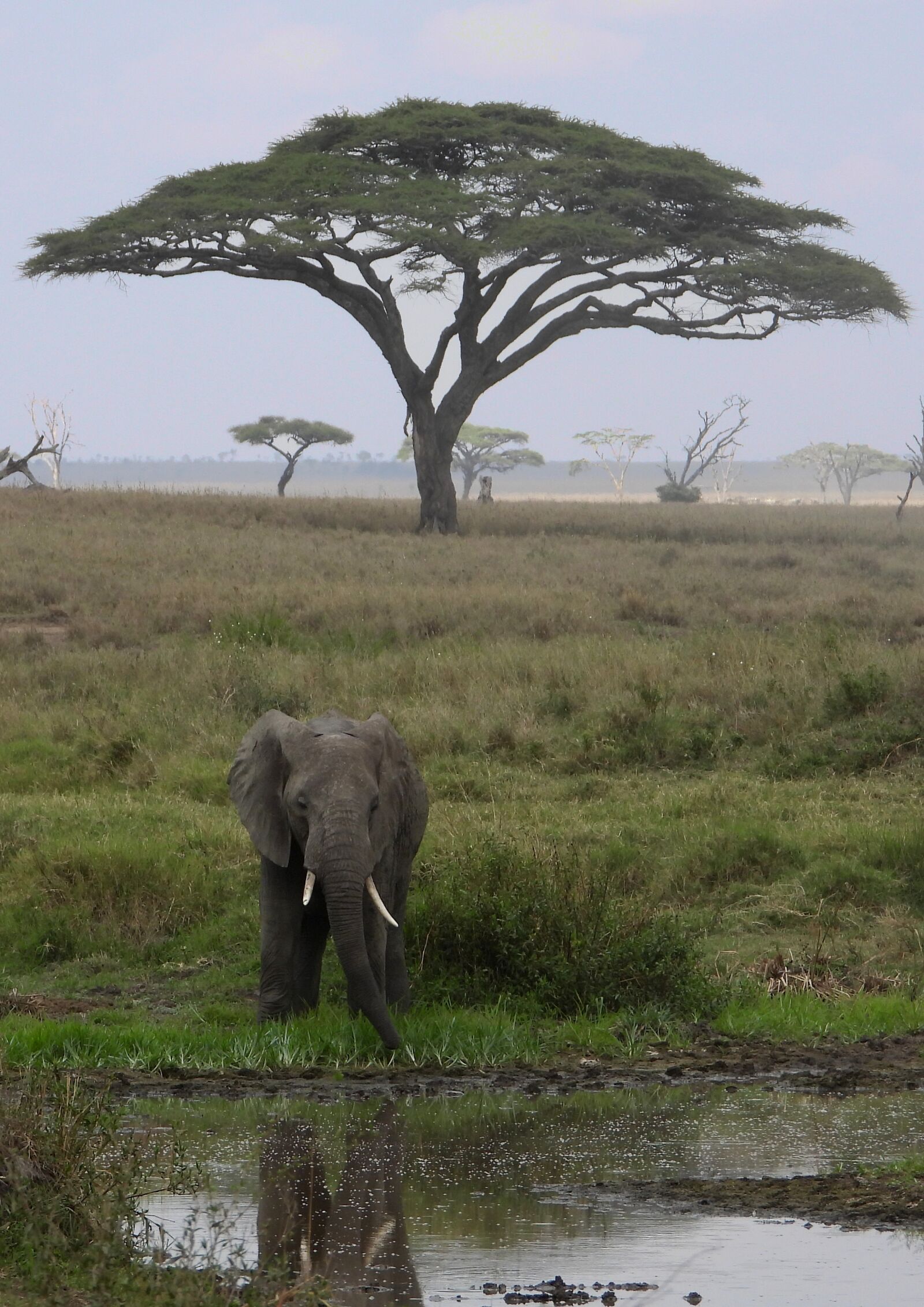 Nikon Coolpix P1000 sample photo. Elephant, tanzania, africa photography
