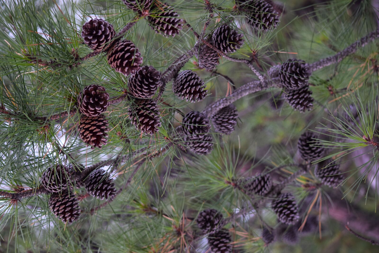Nikon D5300 sample photo. Pine-cones, evergreen, tree photography