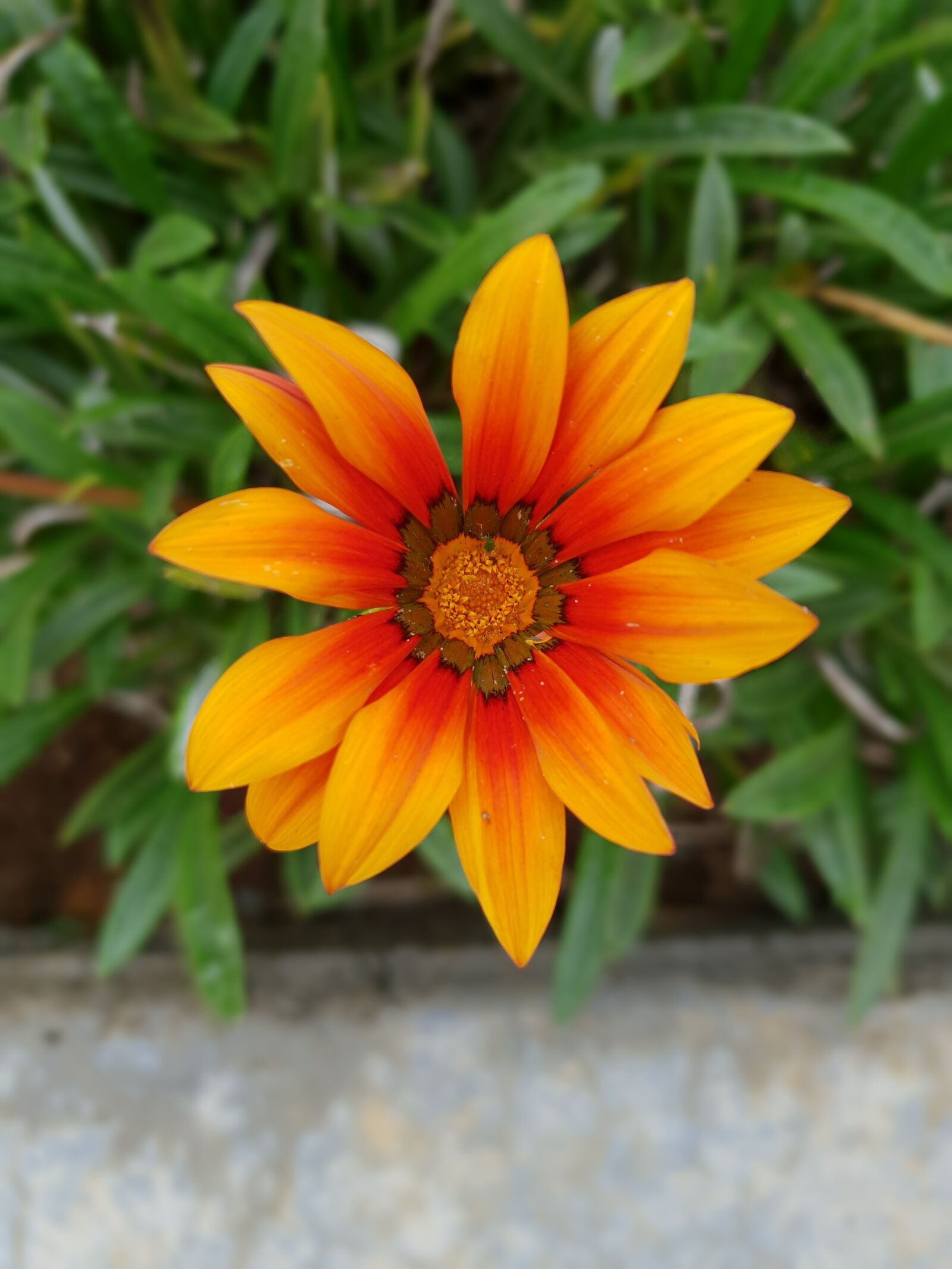 Samsung Galaxy S9 sample photo. Flower, yellow, orange photography